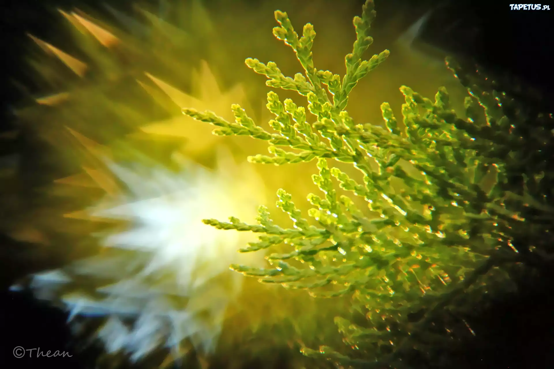Tuja, Bokeh