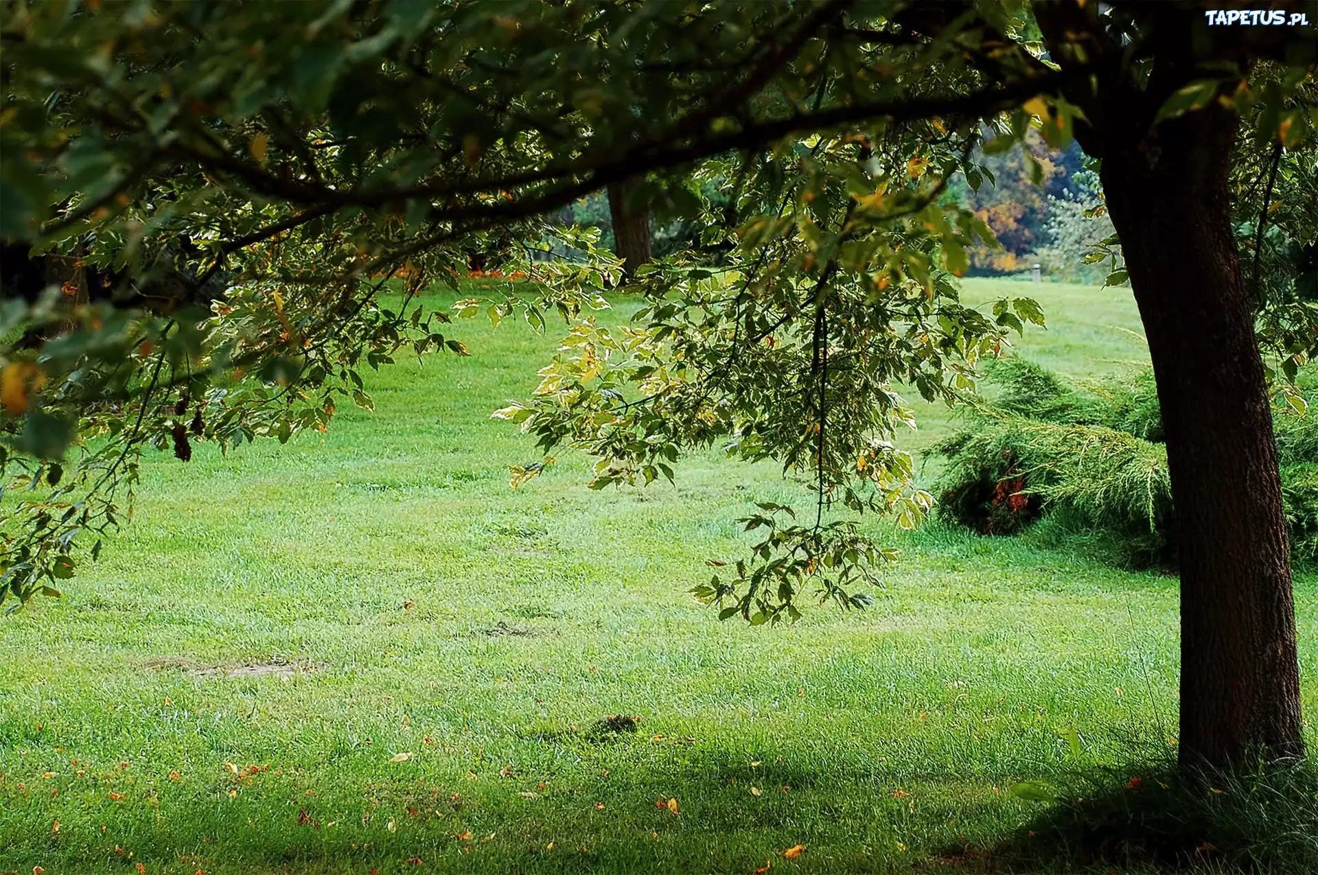 Park, Trawa, Drzewo