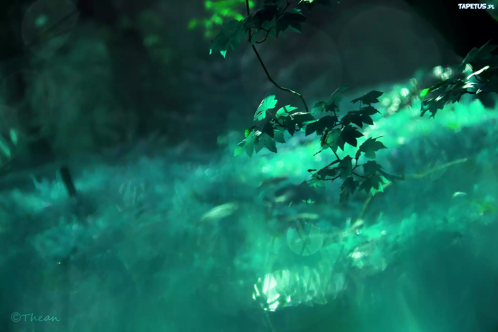 Liście, Drzewo, Bokeh