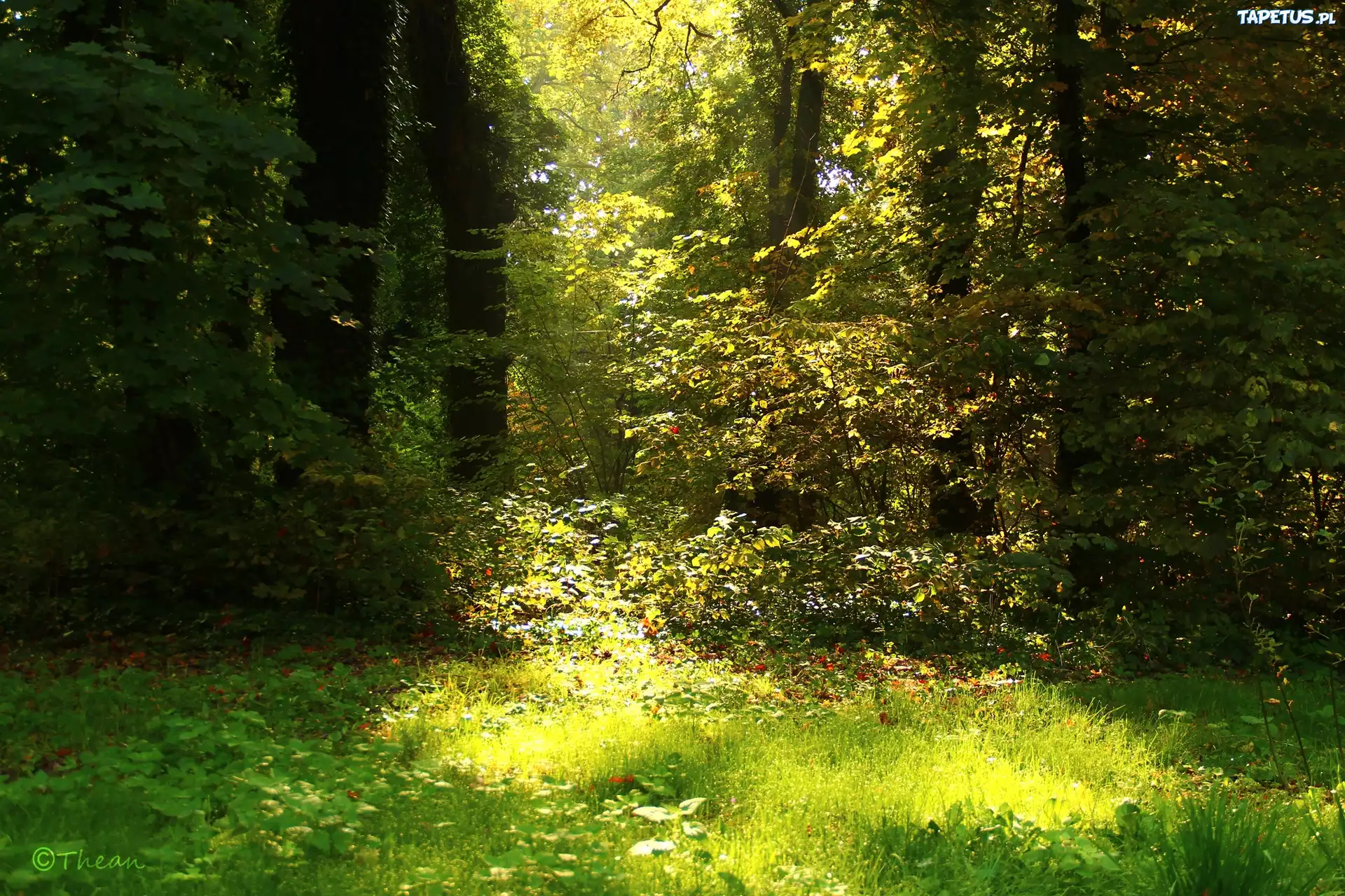 Ogród, Drzewa, Trawa, Liście