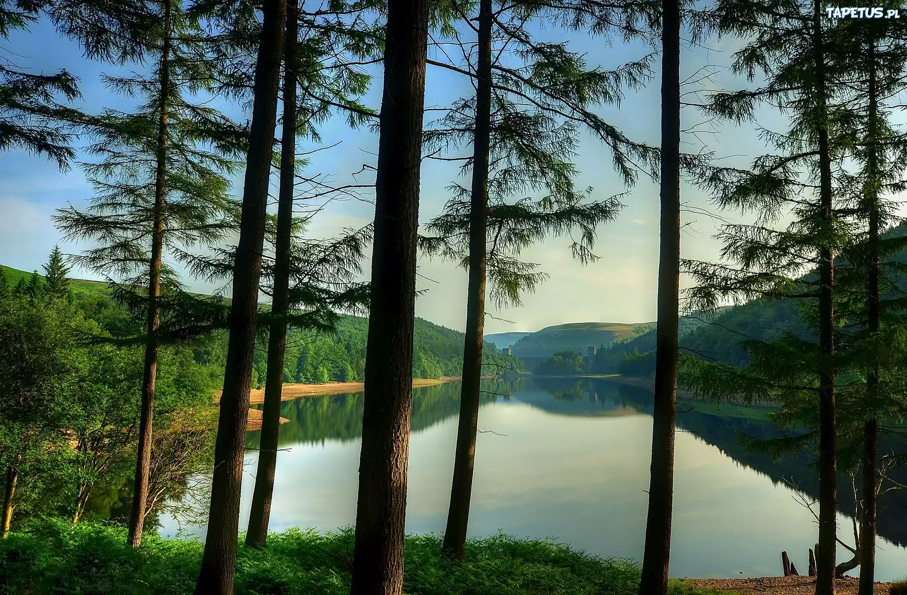 Jezioro, Las, Drzewa, Wzgórza
