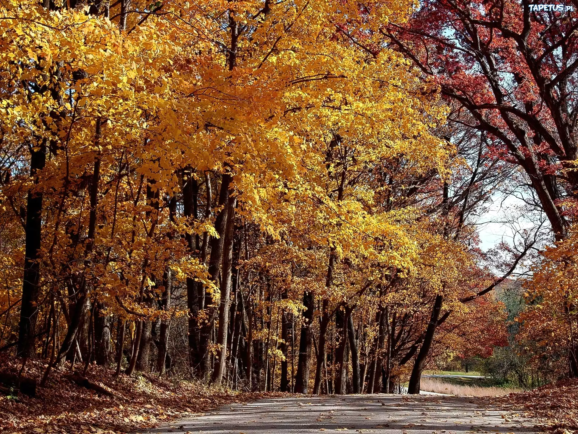 Jesień, Park, Droga