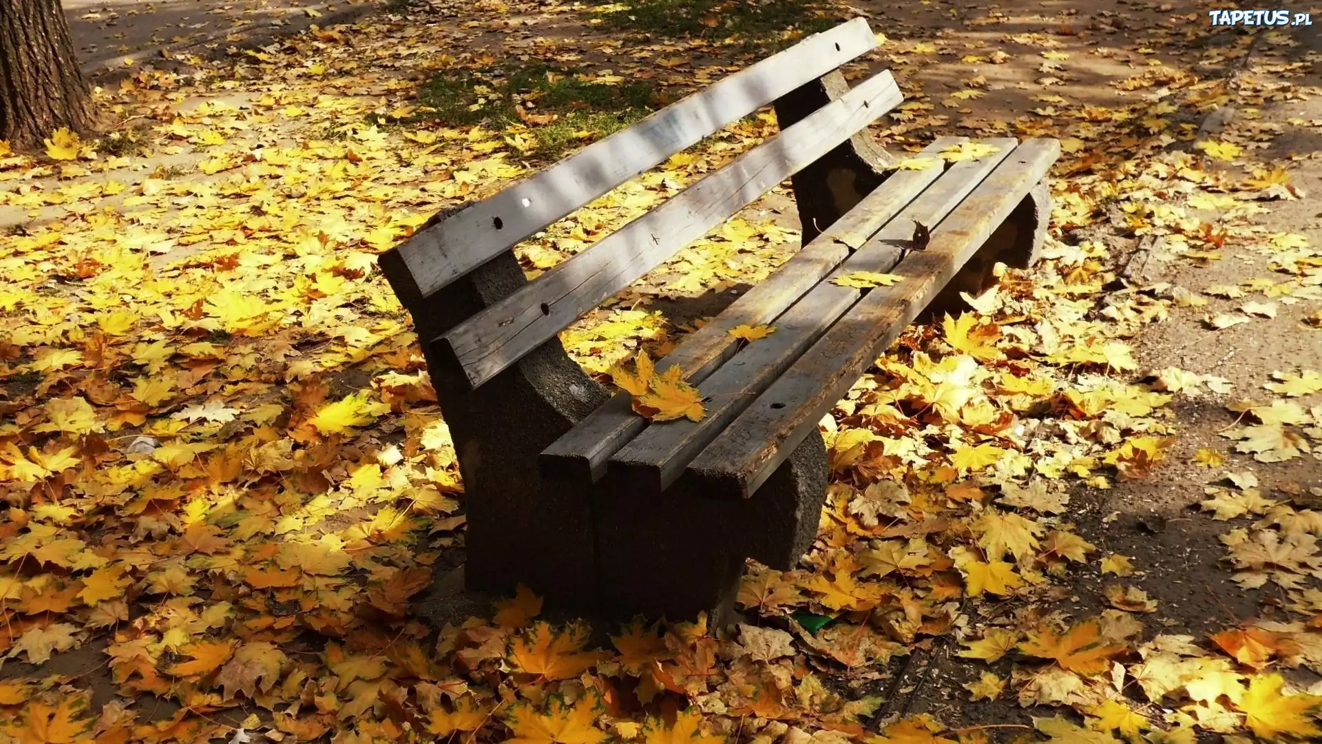 Park, Ławka, Jesienne, Liście