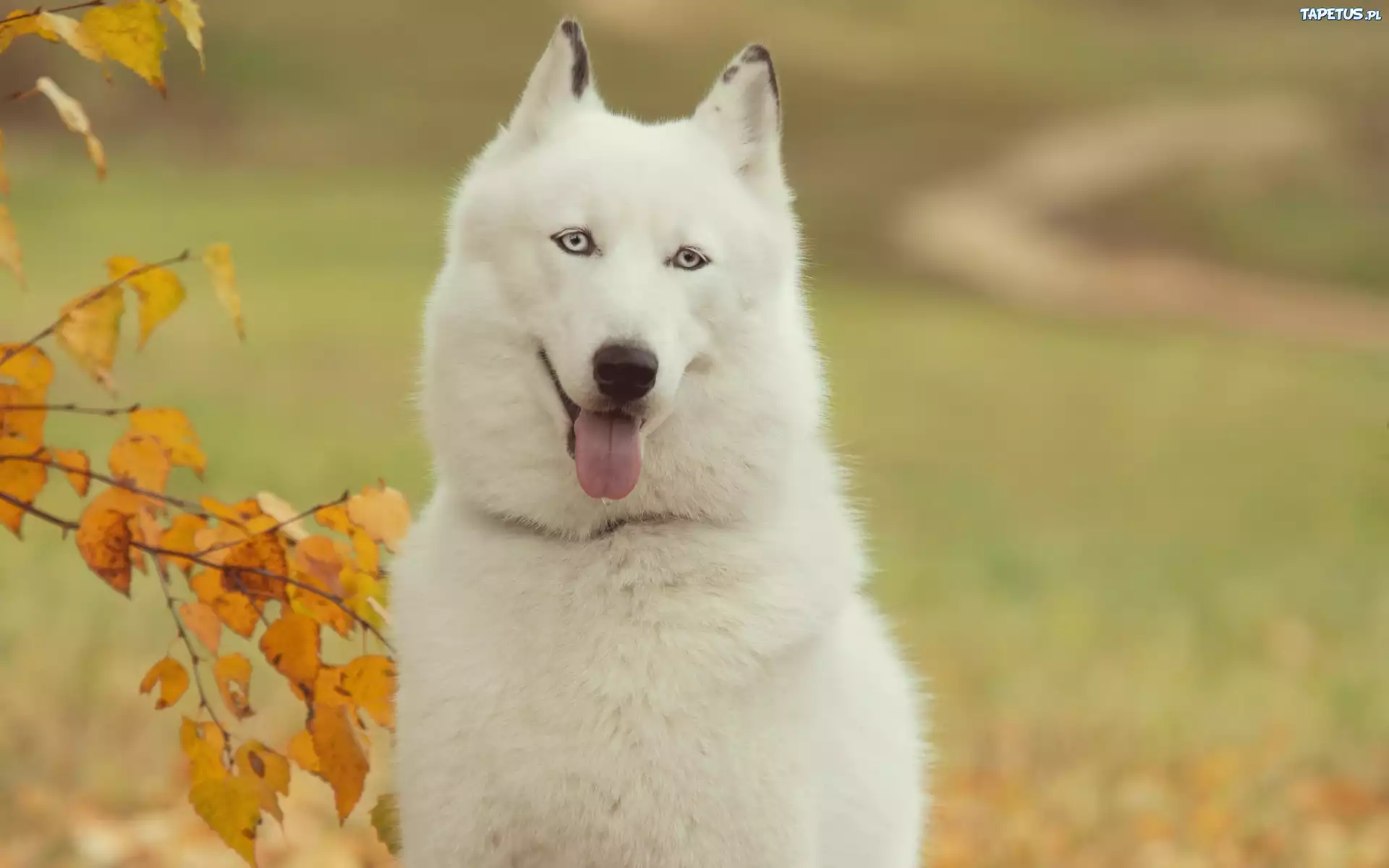 Siberian, Husky, Drzewo, Jesień