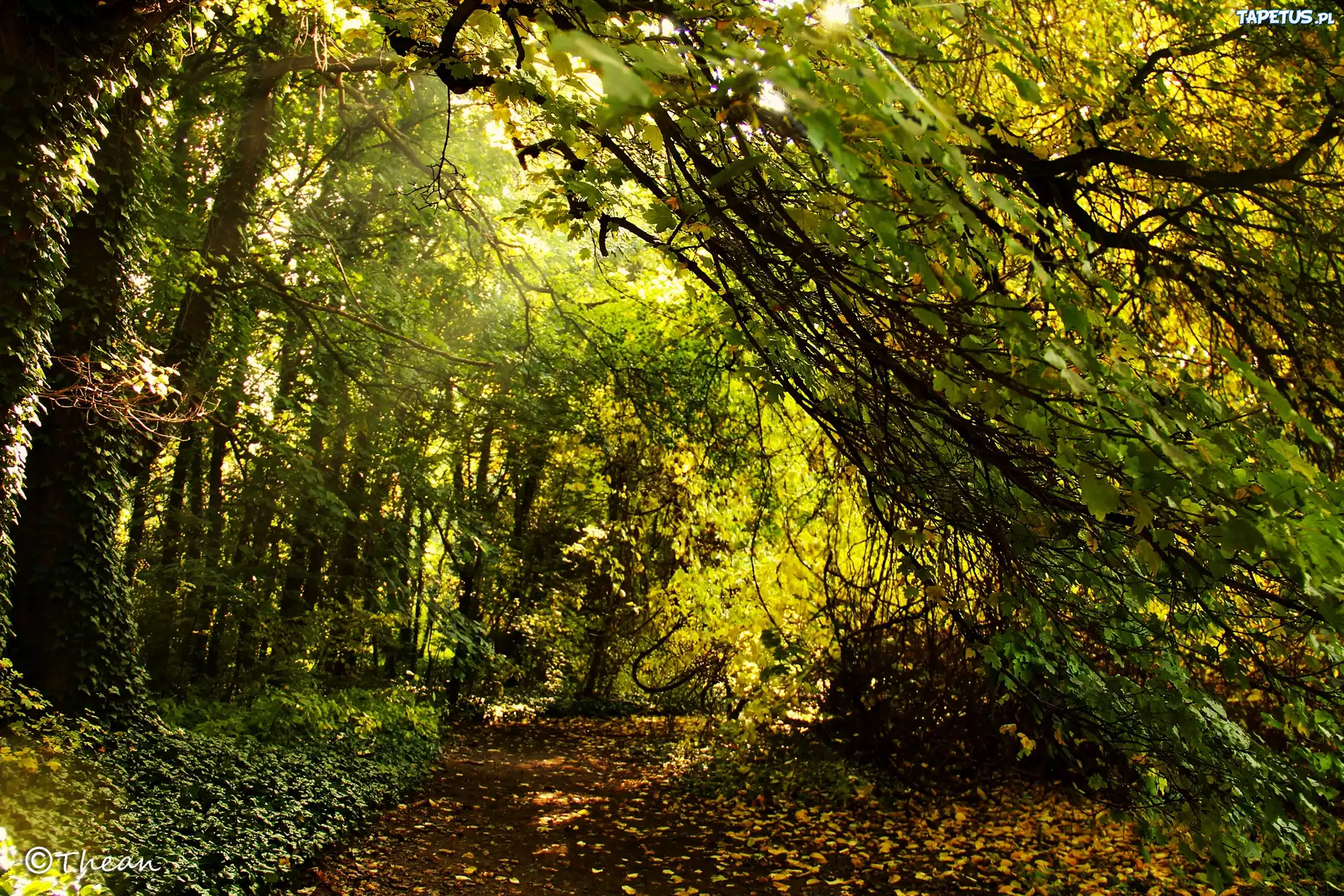 Park, Drzewa, Liście, Jesień
