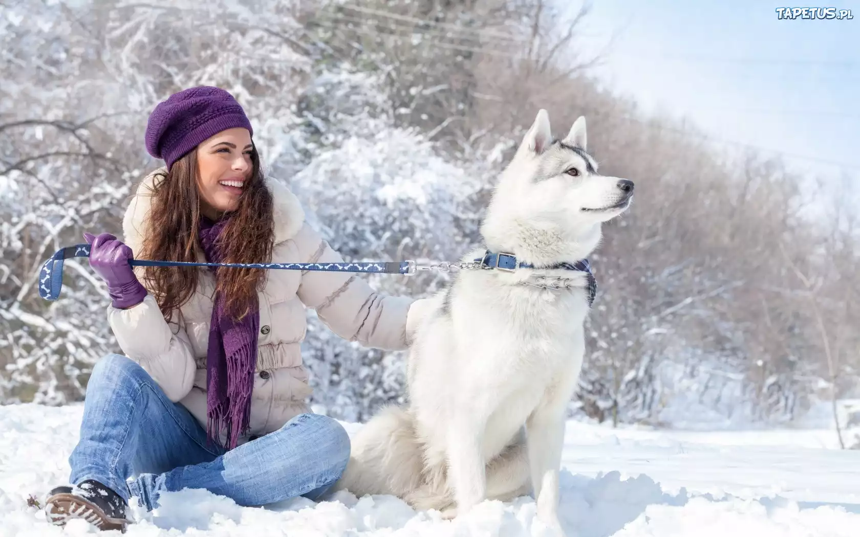 Siberian Husky, Brunetka, Zima, Śnieg