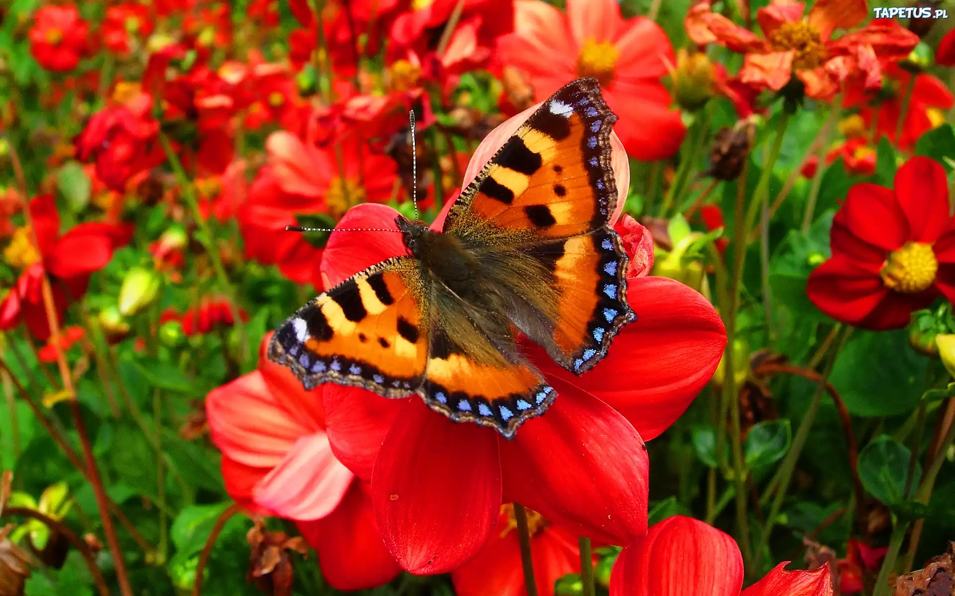 Piękny, Motyl, Kwiaty, Ogród