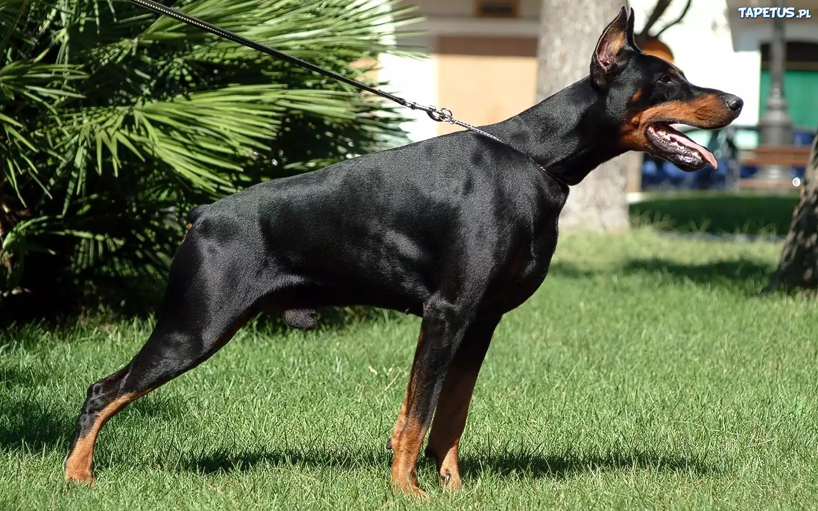 Doberman