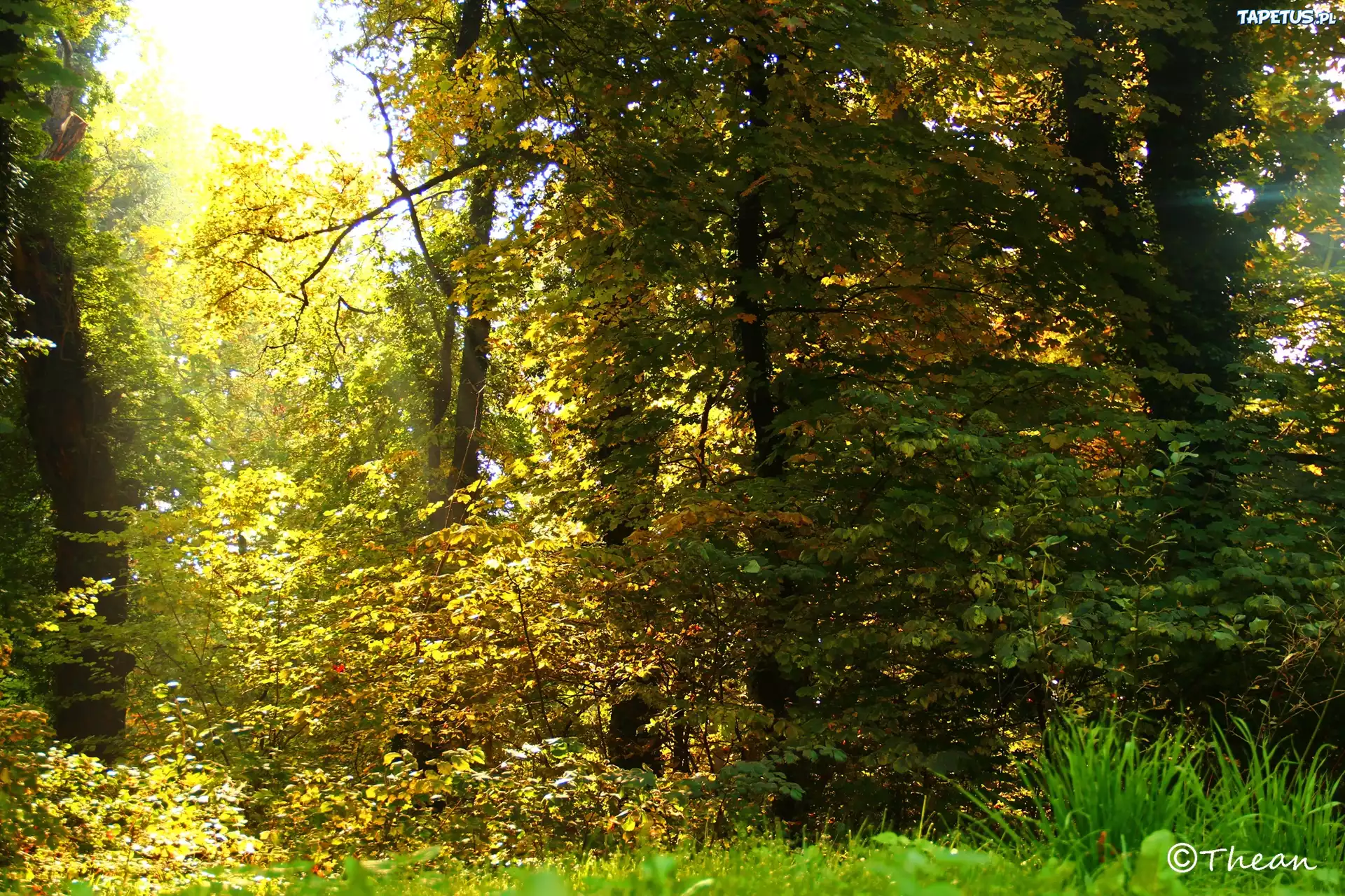 Ogród, Drzewa, Trawa, Jesień