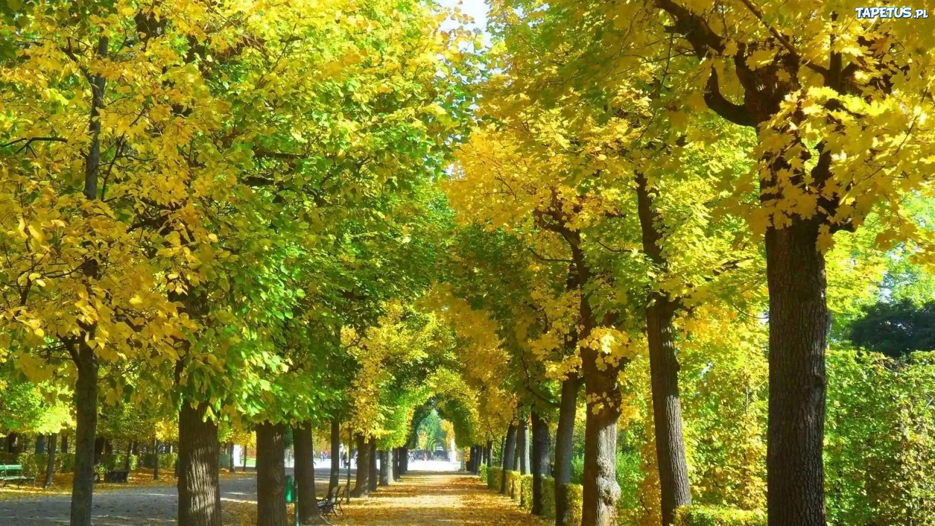 Park, Alejka, Jesień