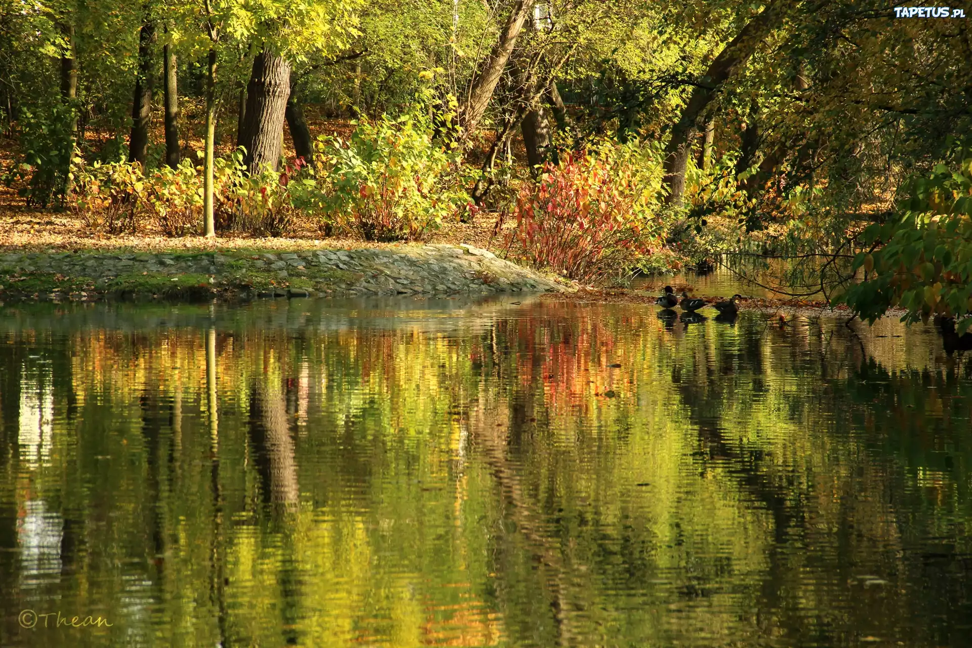 Park, Jesień, Jezioro, Drzewa, Kaczki