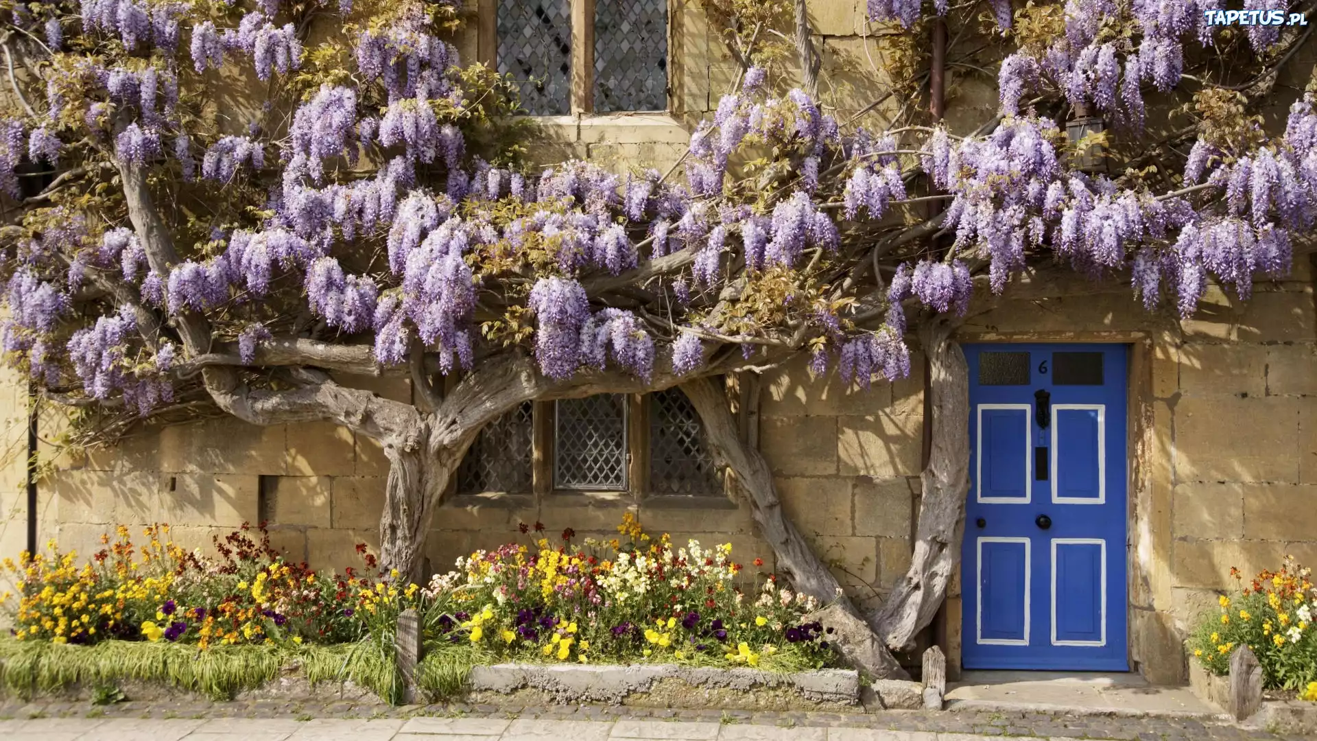 Dom, Kwiaty, Wisteria