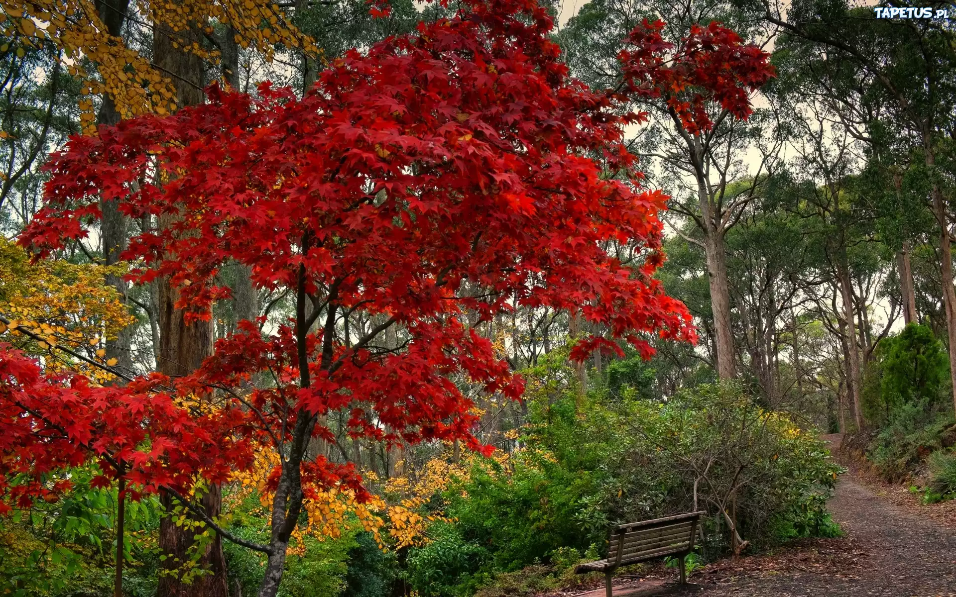 Park, Ławka, Jesień