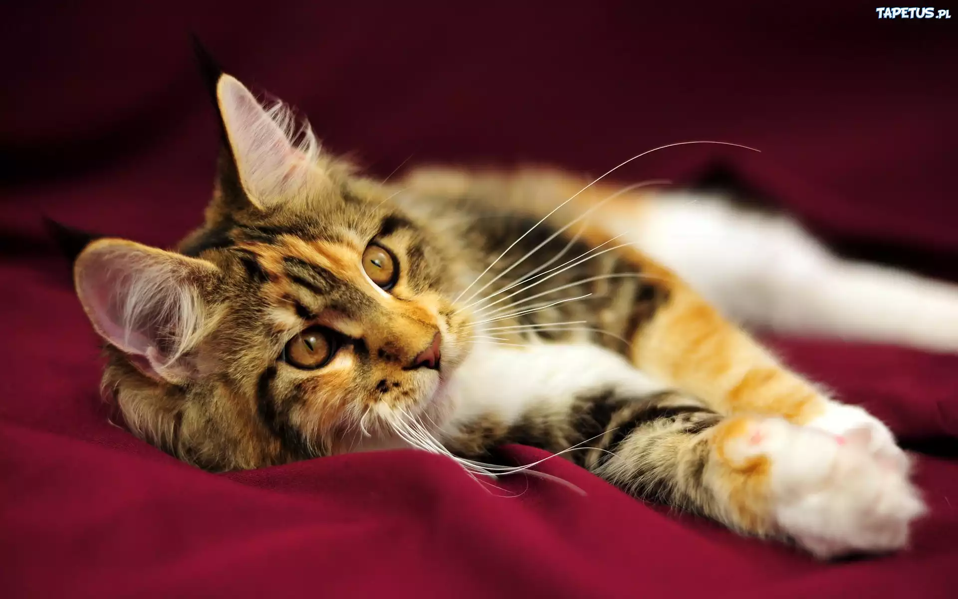 Kot, Maine Coon