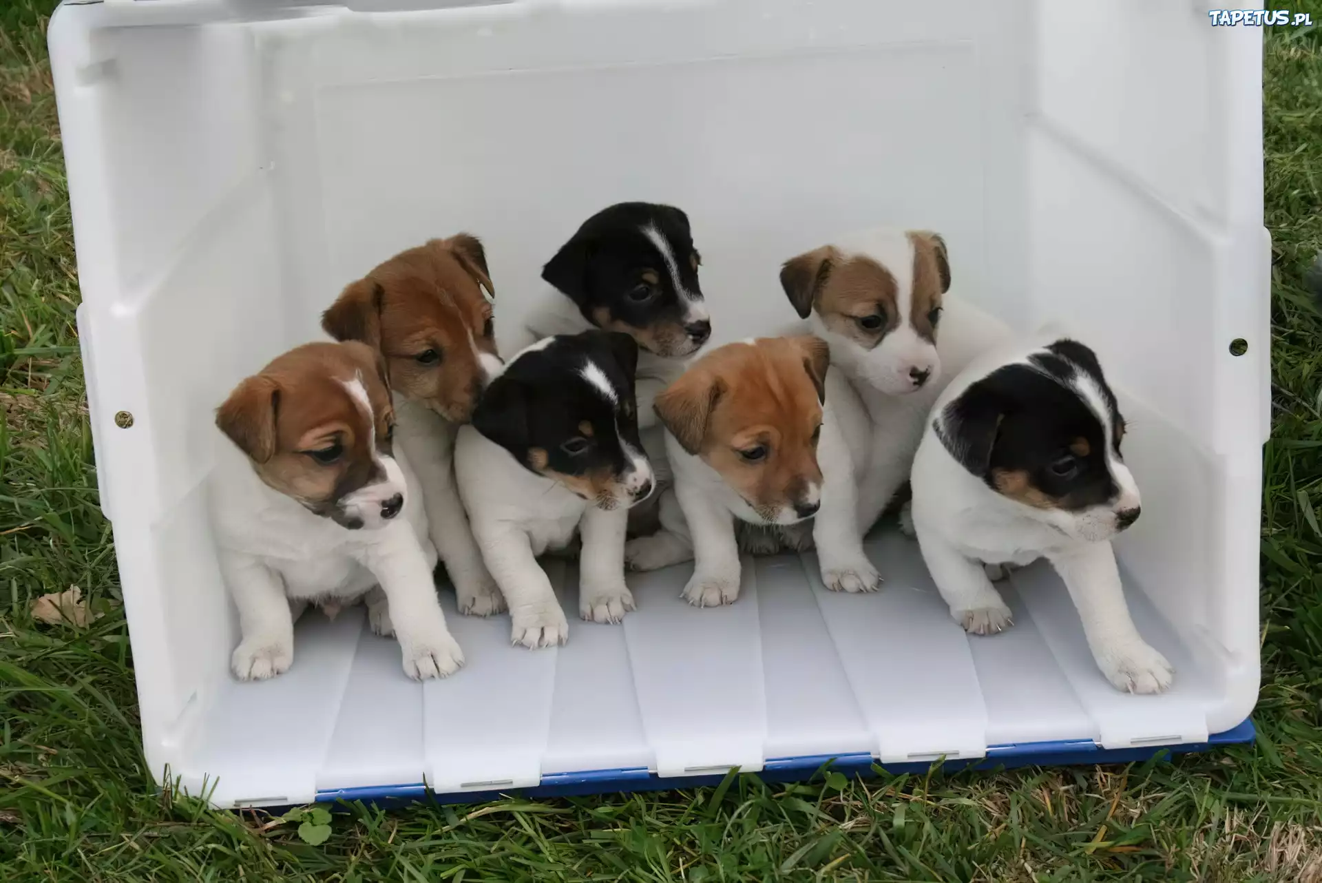 siedem, słodkich, Jack Russell Terrierów