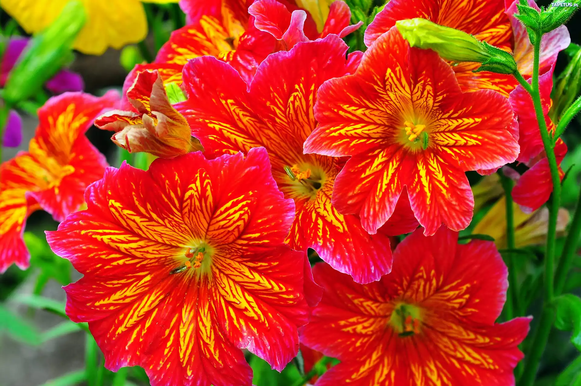 Salpiglossis, Kwiaty