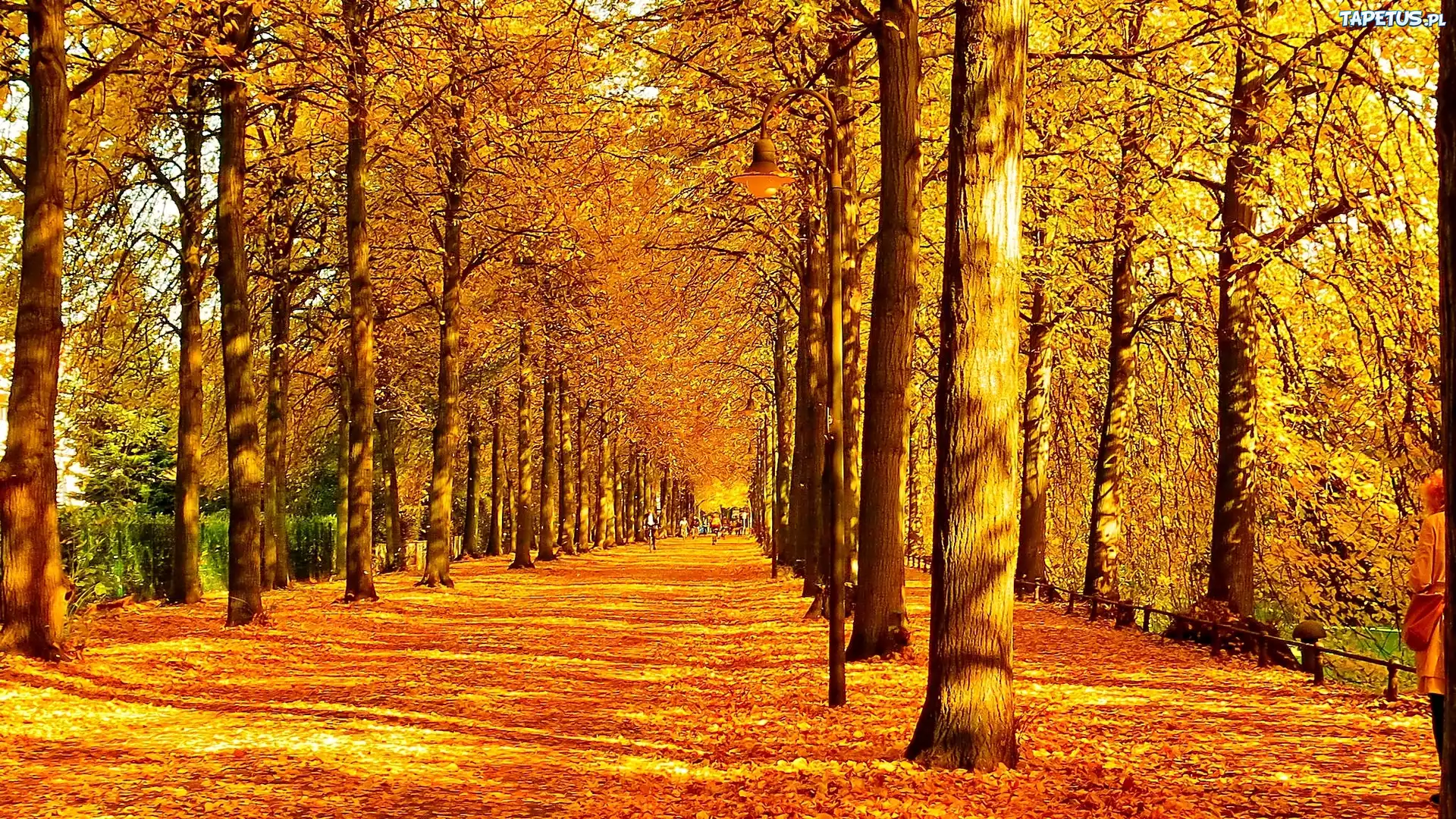Jesień, Park, Aleja