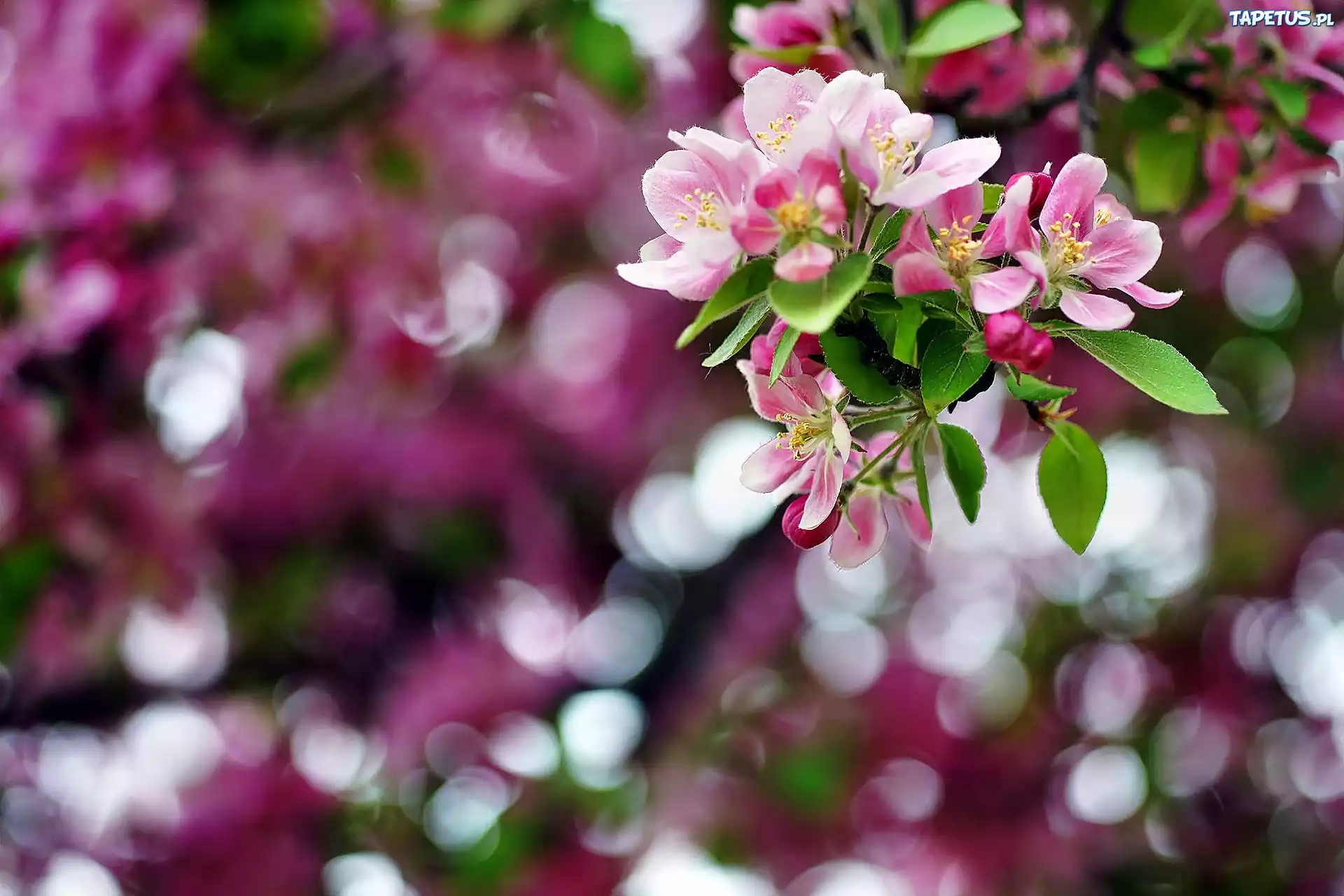 Kwiaty, Owocowego, Drzewa, Bokeh