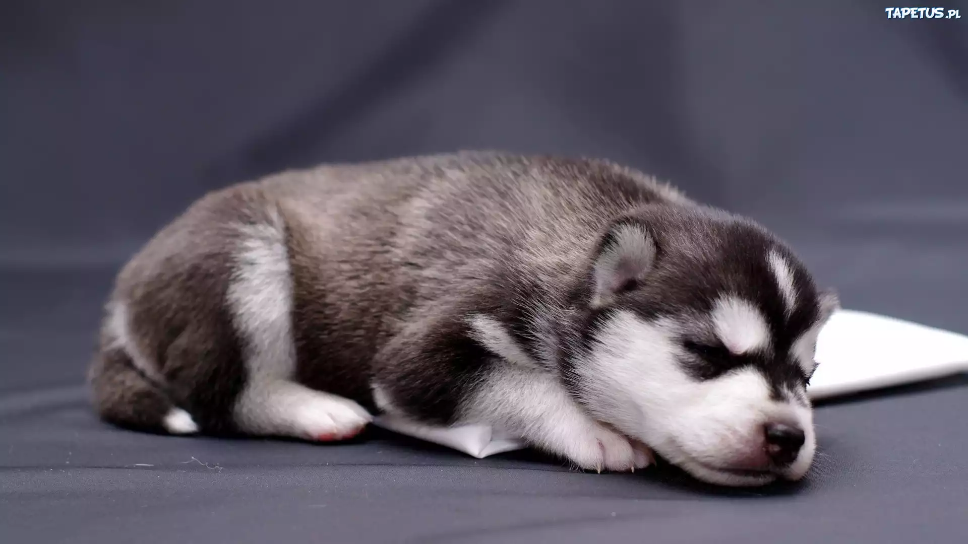 Śpiący, Szczeniak, Siberian Husky