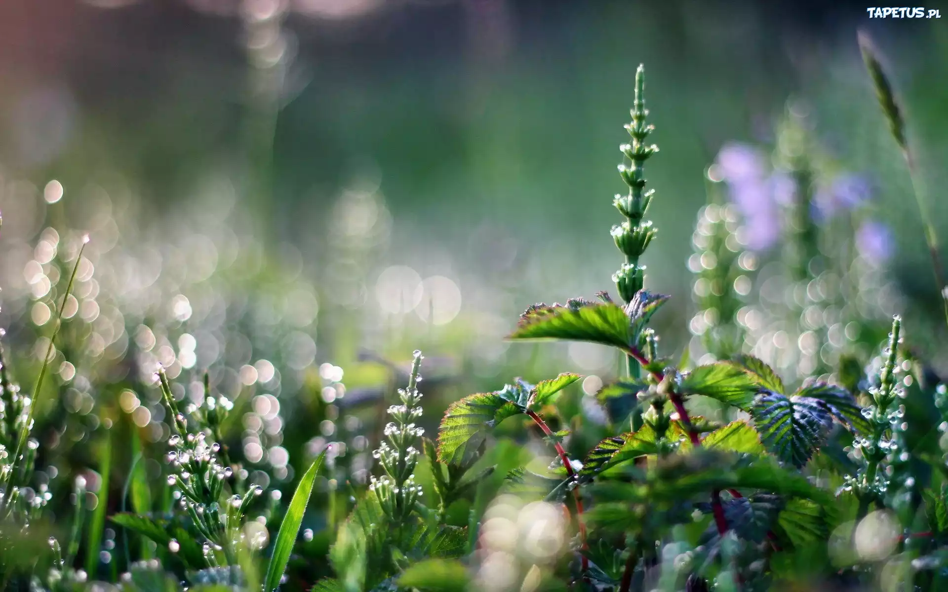 Rośliny, Makro, Bokeh