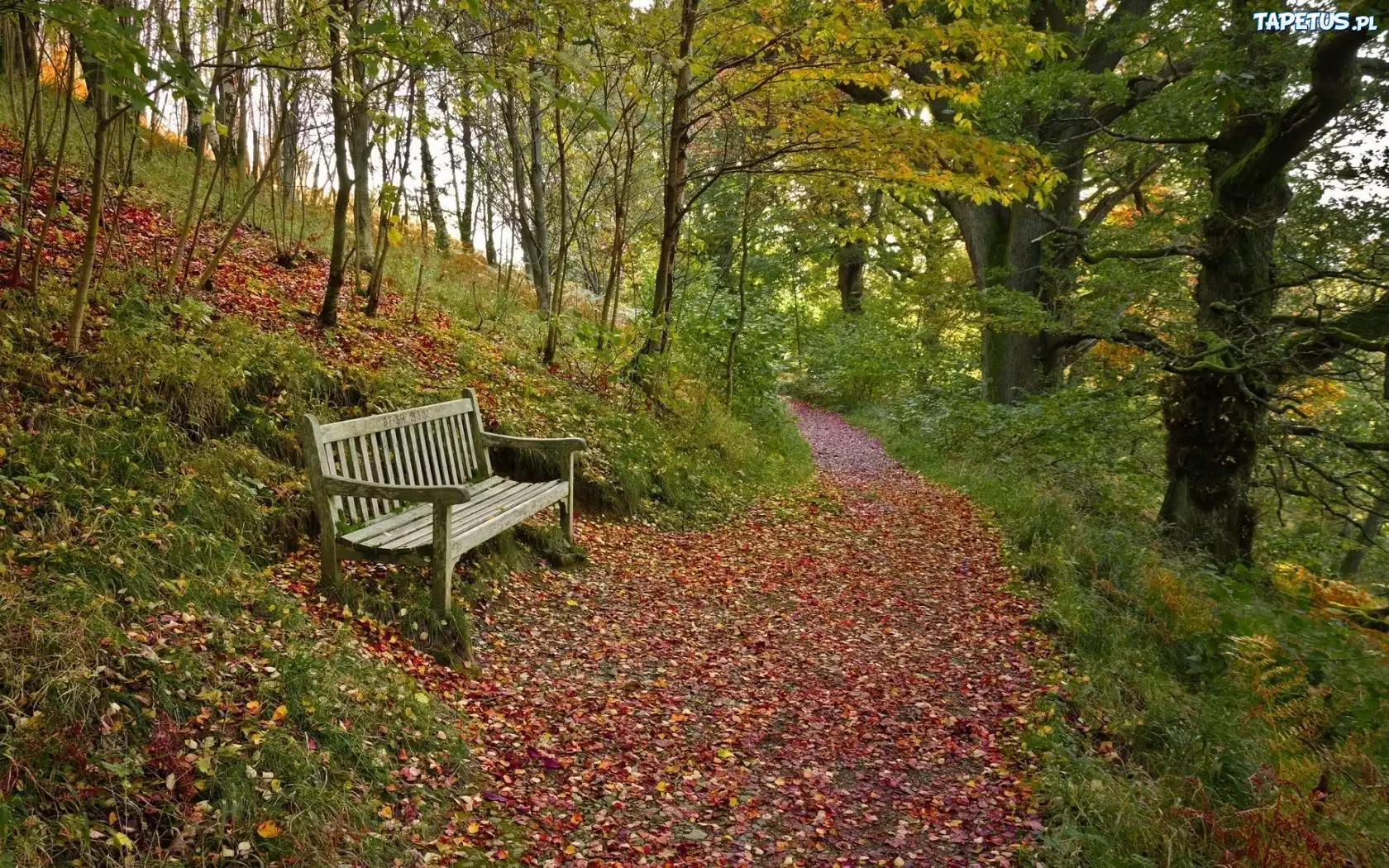 Góra, Ścieżka, Ławka, Jesień, Park