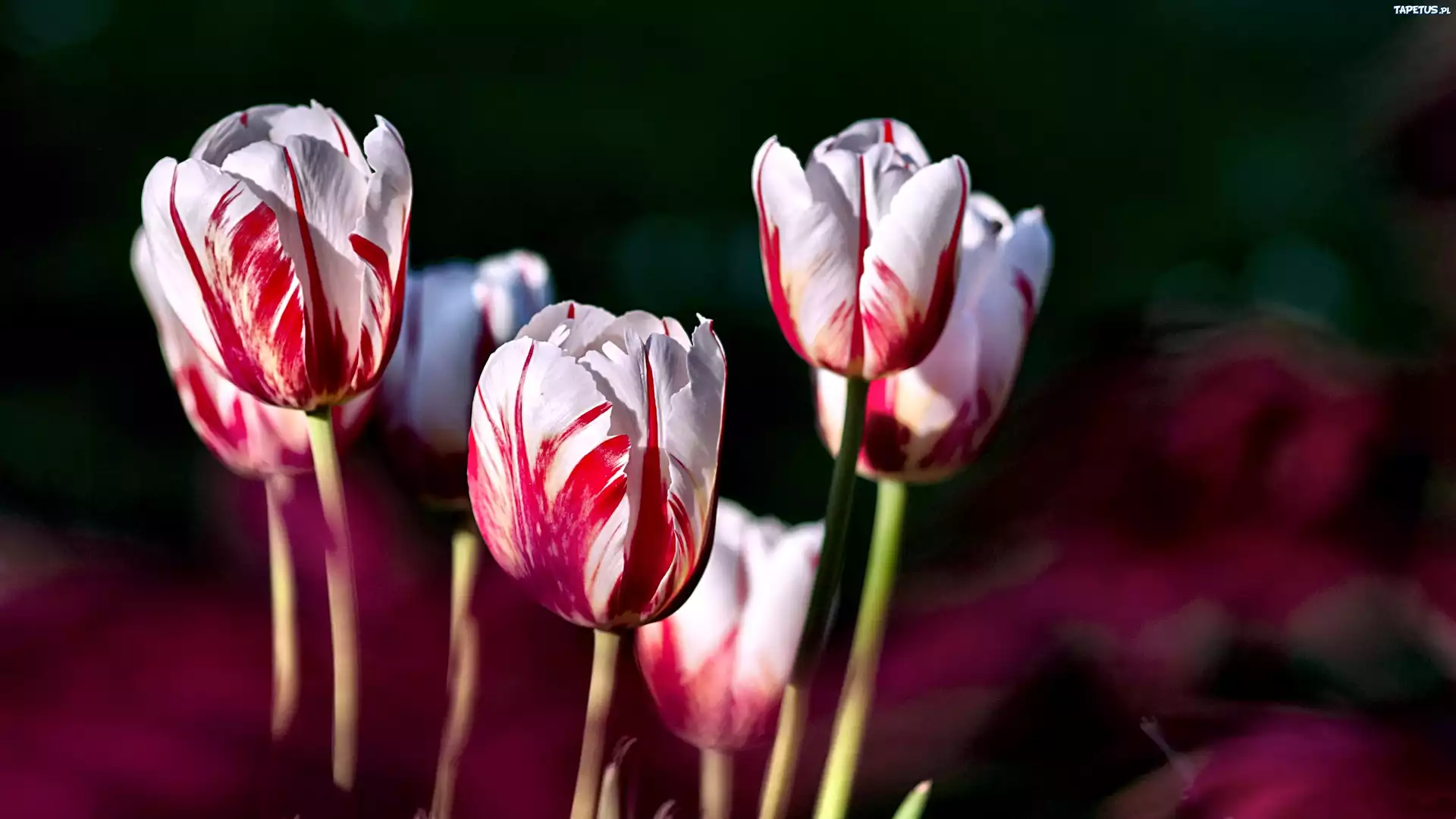 Tulipany, Biało, Czerwone