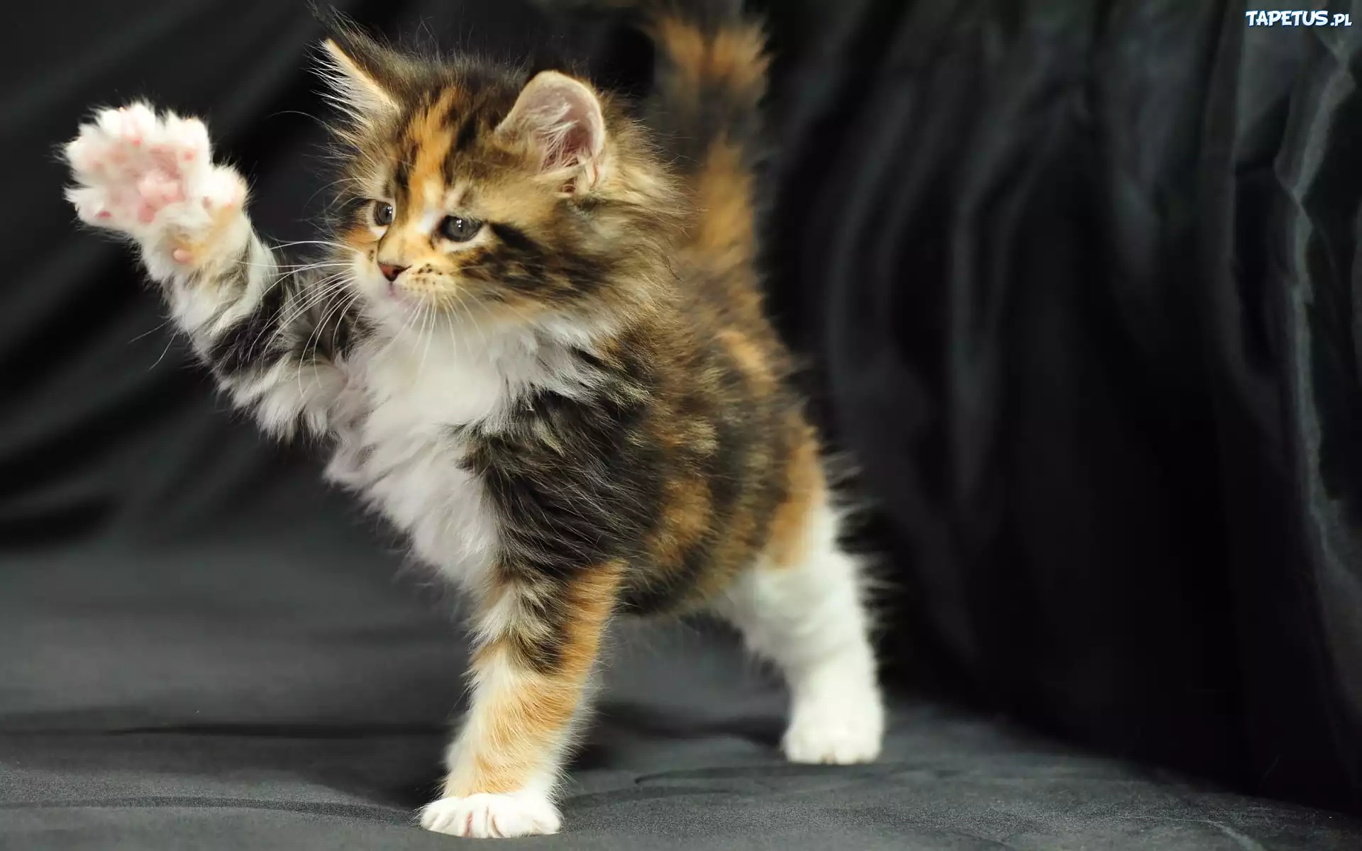 Maine Coon, Łapki