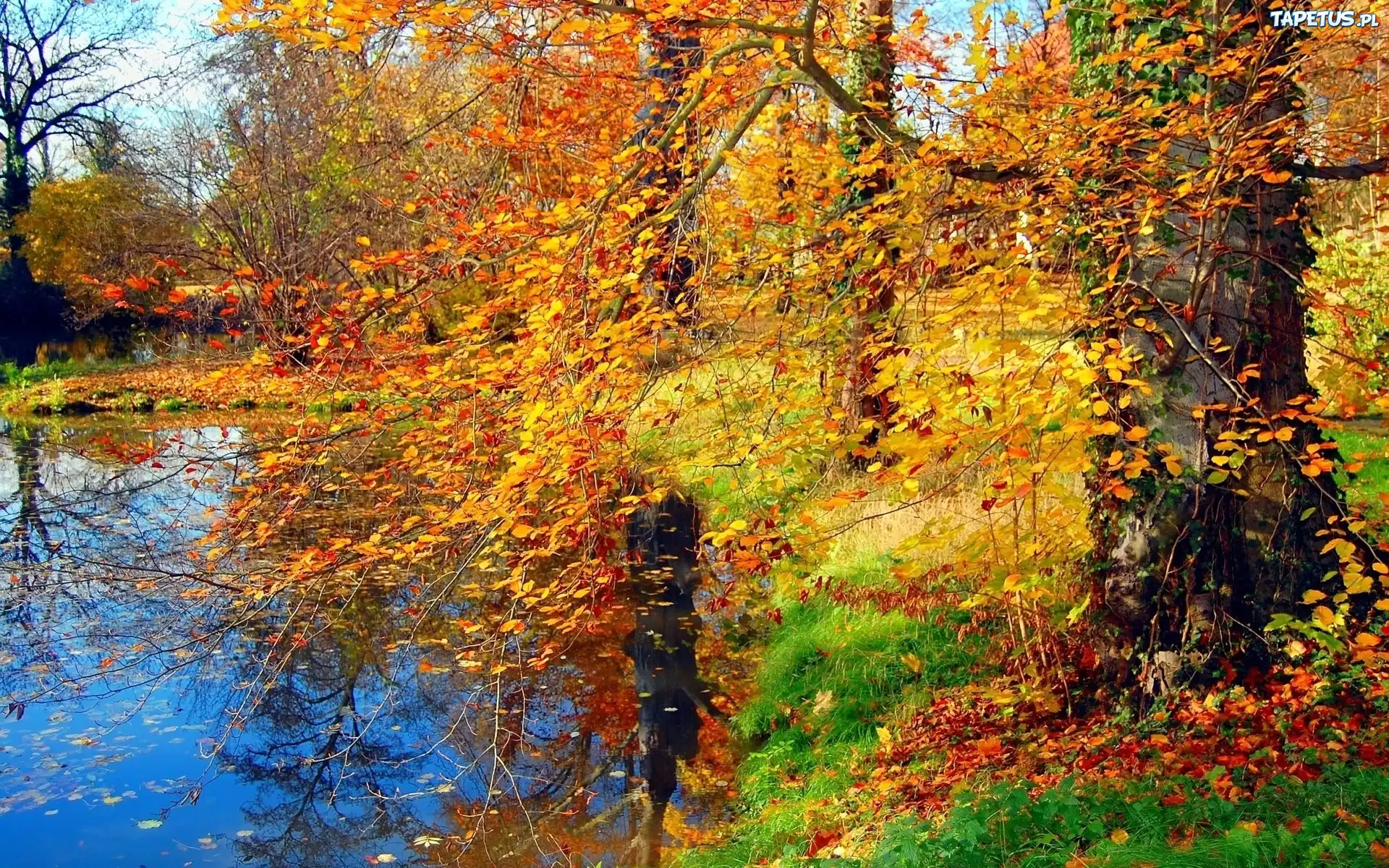 Rzeka, Park, Drzewa, Liście, Jesień