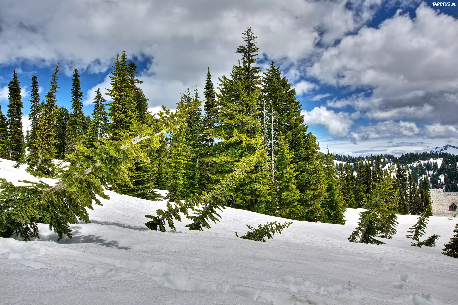 природа зима деревья ели небо облака снег бесплатно