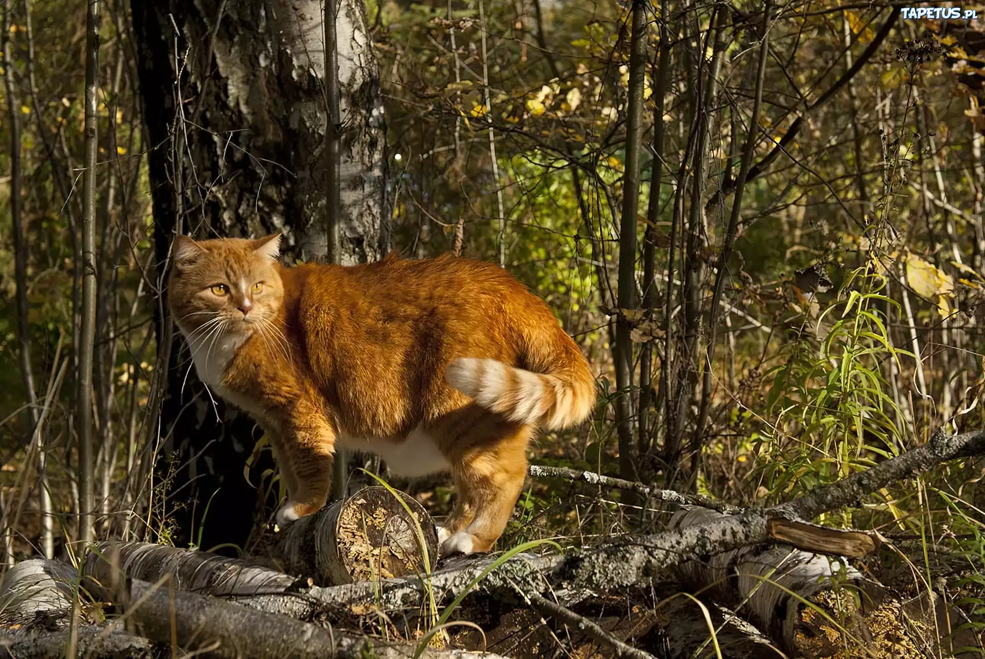 Лесная дикая кошка в экосистеме. Дикий рыжий кот. Рыжая Дикая кошка. Дикая кошка в лесу. Лесной кот.