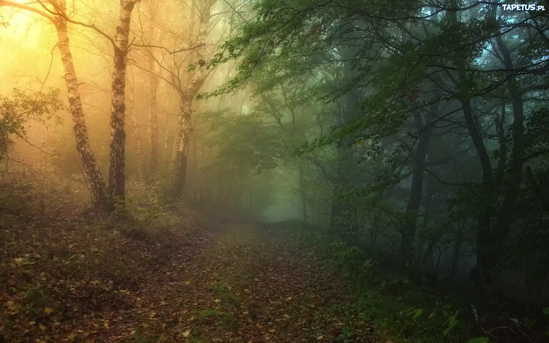 Las, Mgła, Liście, Światło, Jesień
