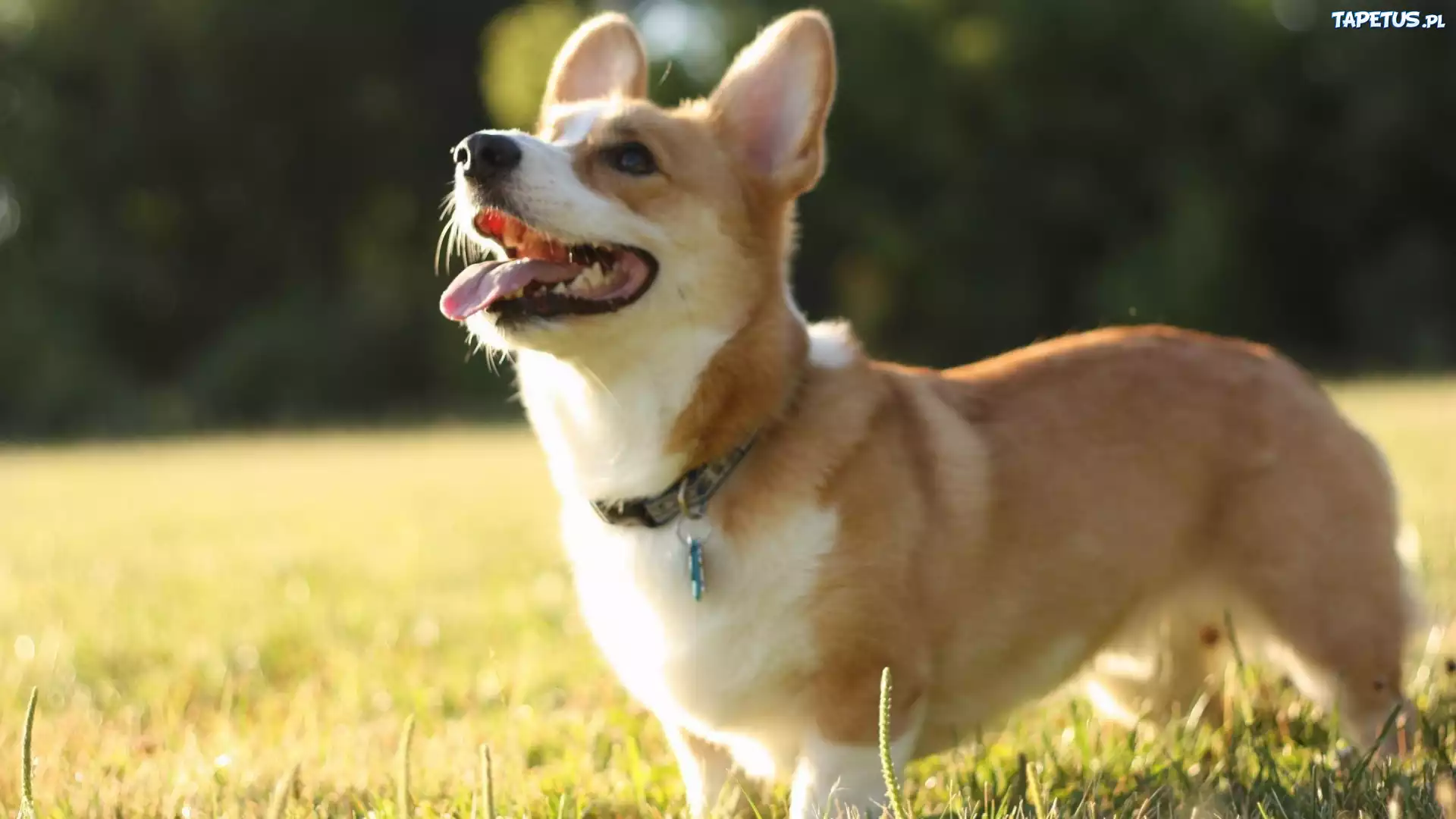 Piesek, Język, Trawa, Corgi