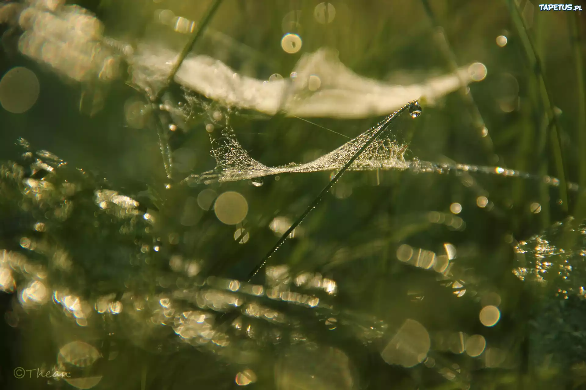 Trawa, Bokeh, Pajęczyna, Krople