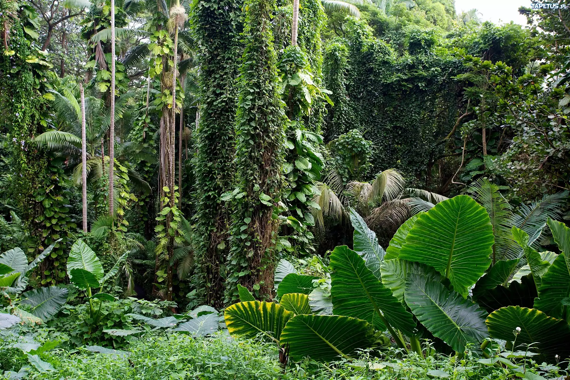 Hawaje, Tropikalny, Ogród Botaniczny, Rośliny