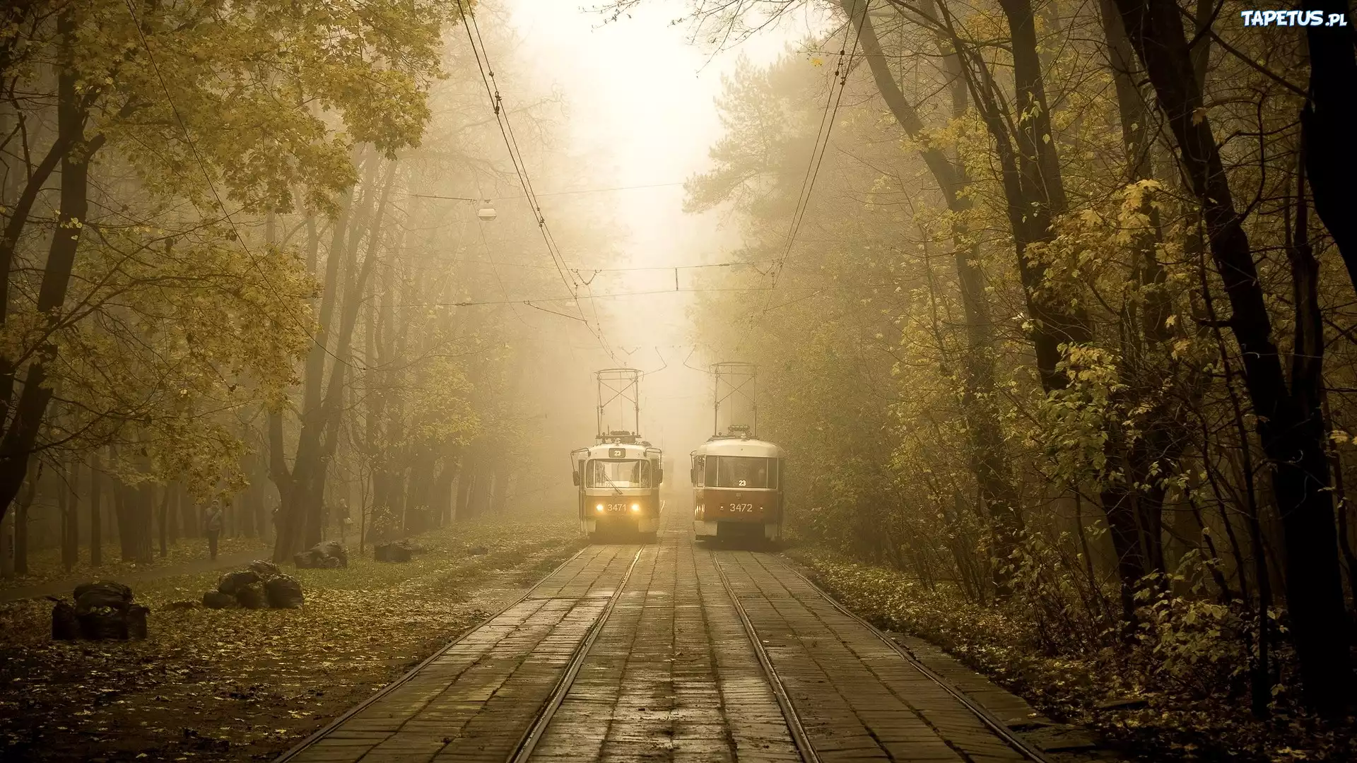 Tramwaje, Szyny, Drzewa, Mgła