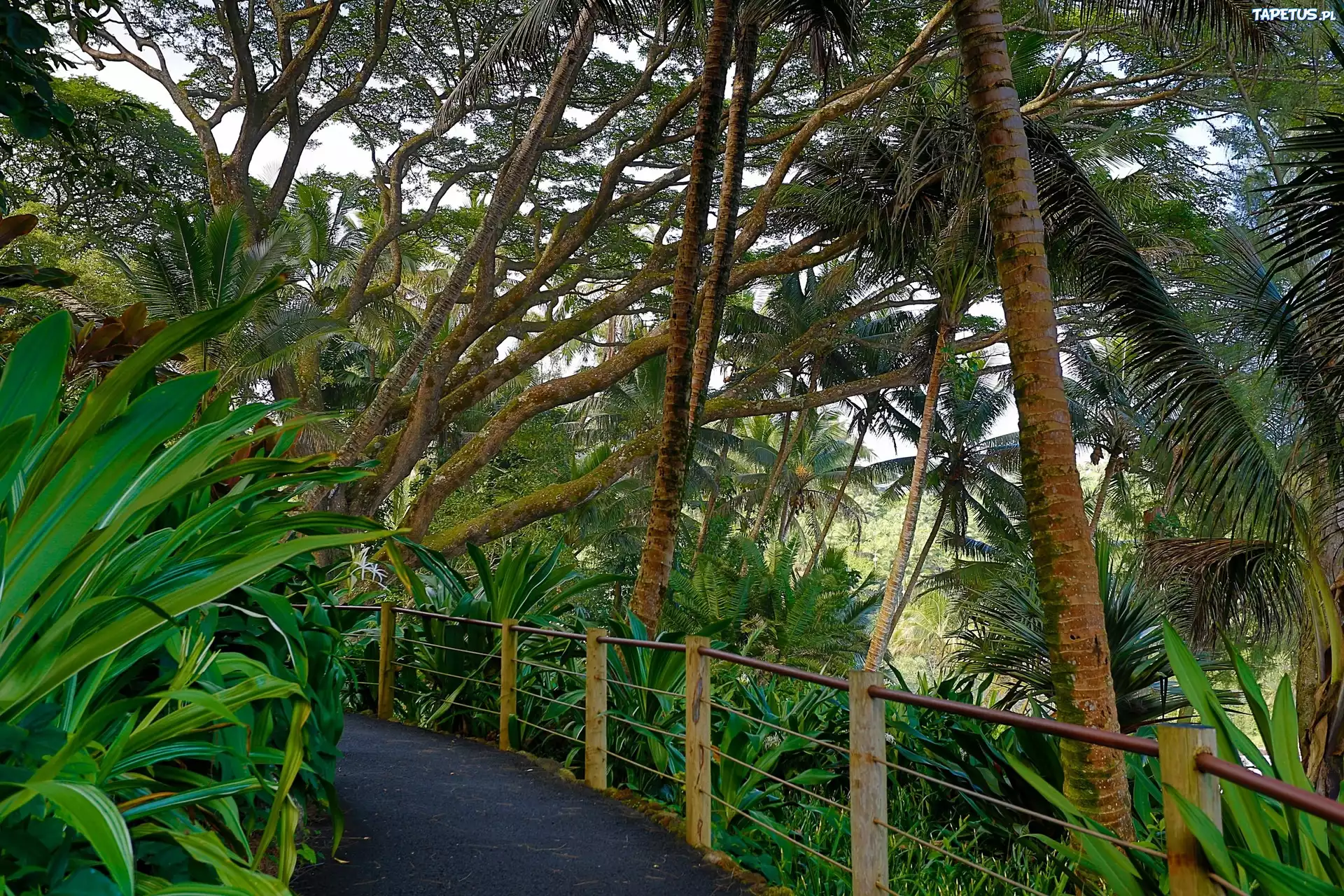 Tropikalny, Ogród Botaniczny, Deptak, Hawaje