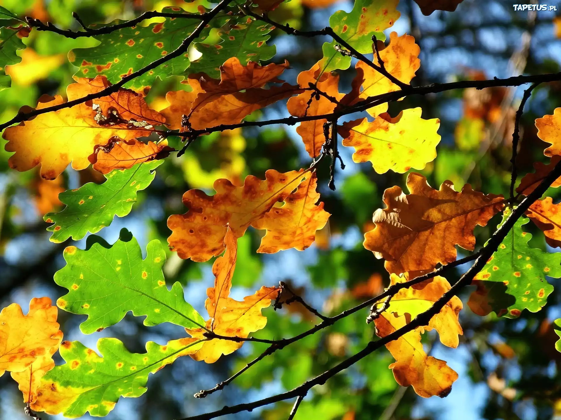 Kolorowe, Liście, Dębu, Jesień