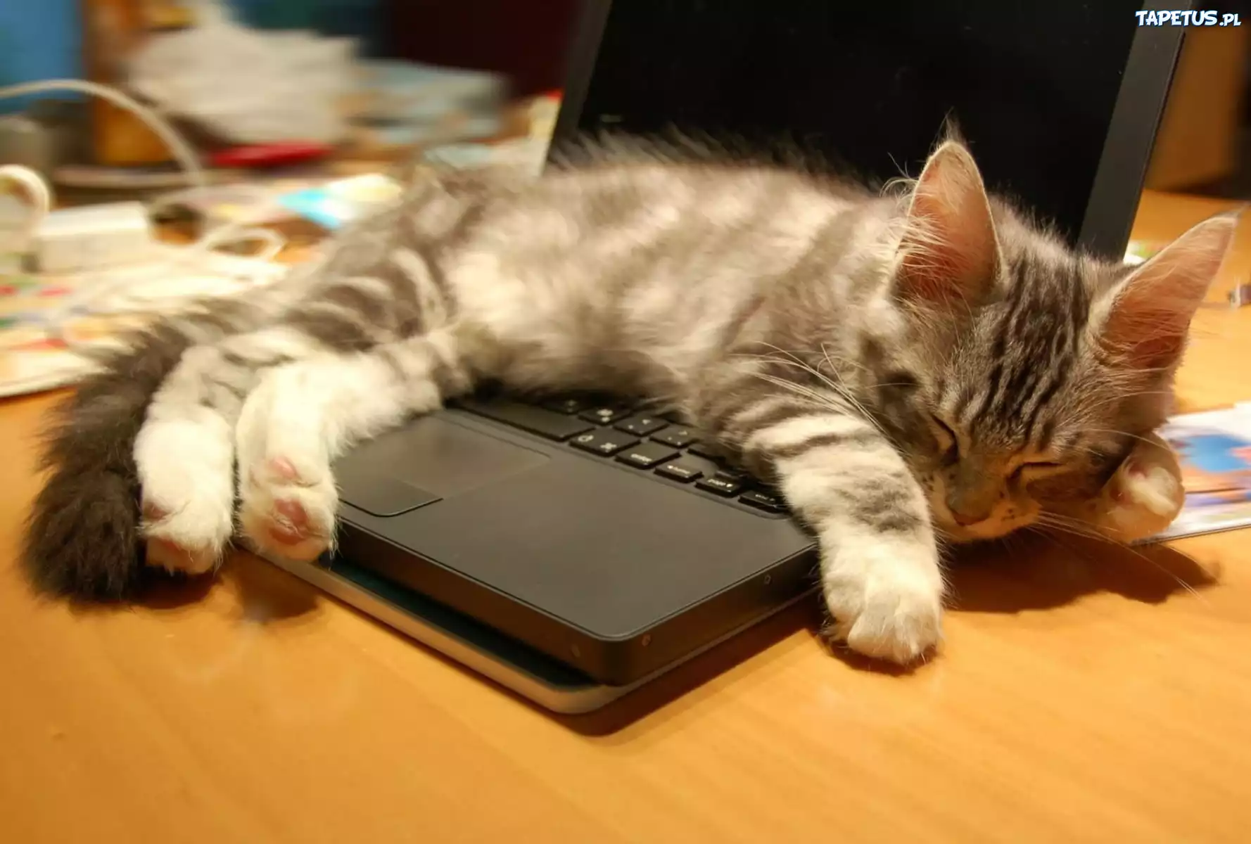 Kot, Sen, Laptop