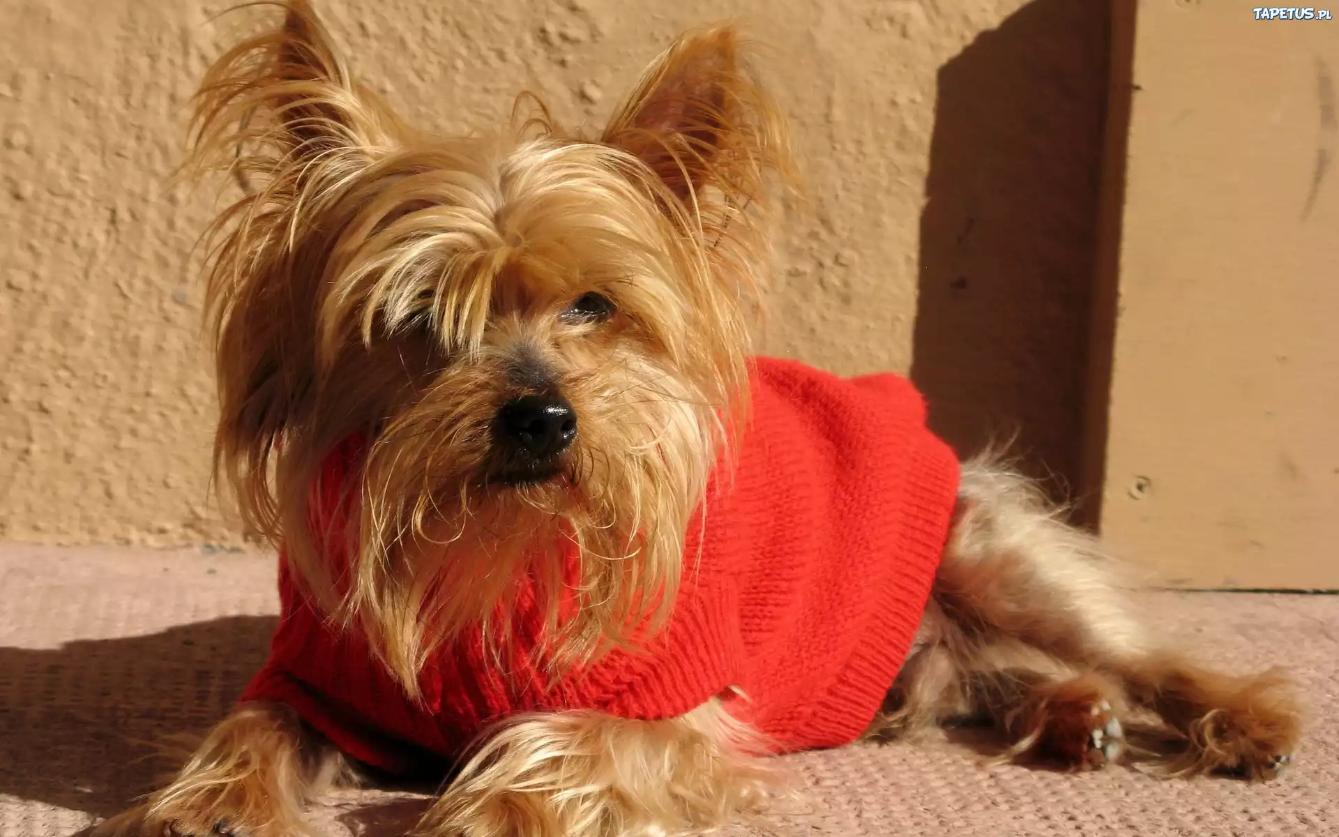 Yorkshire, Terrier, Czerwony, Sweterek