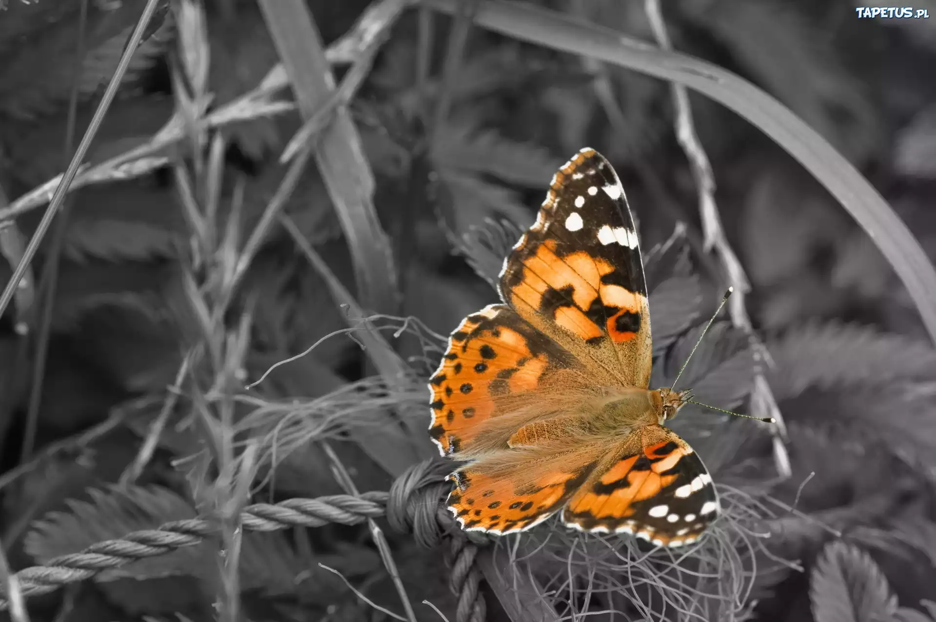 Piękny, Motyl, Trawy, Las