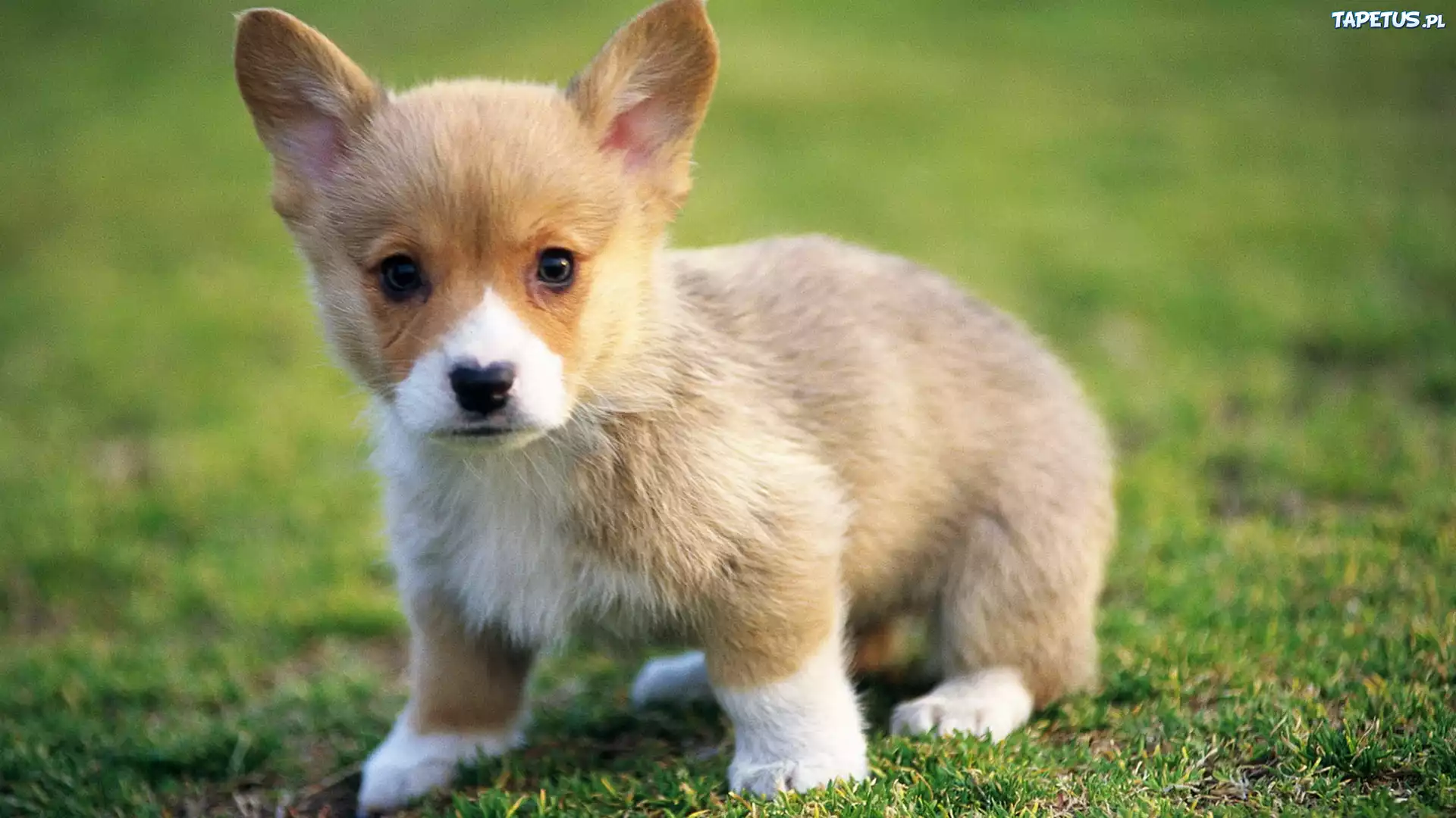 Szczeniak, Corgi, Trawa