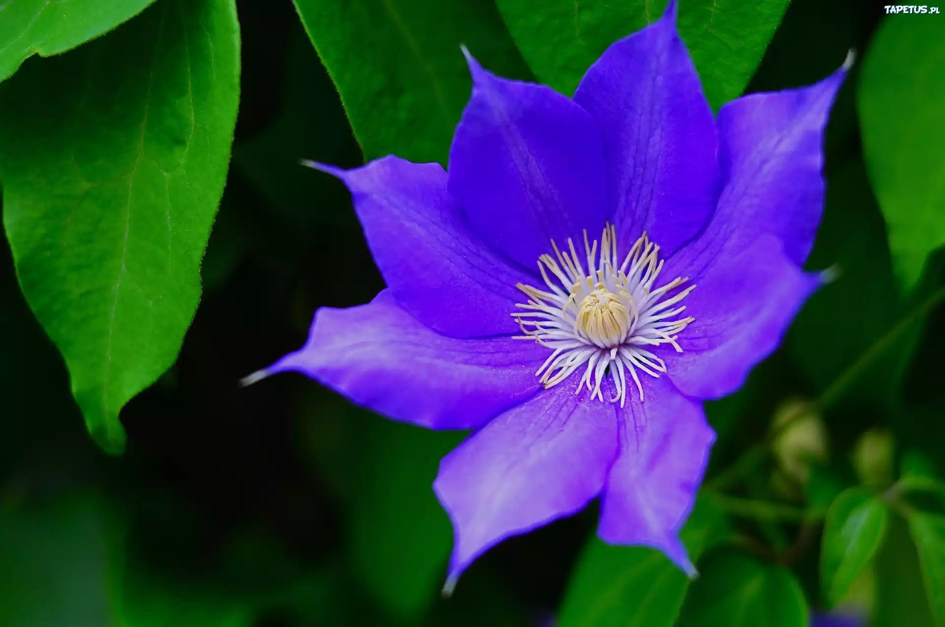 Clematis, Liście