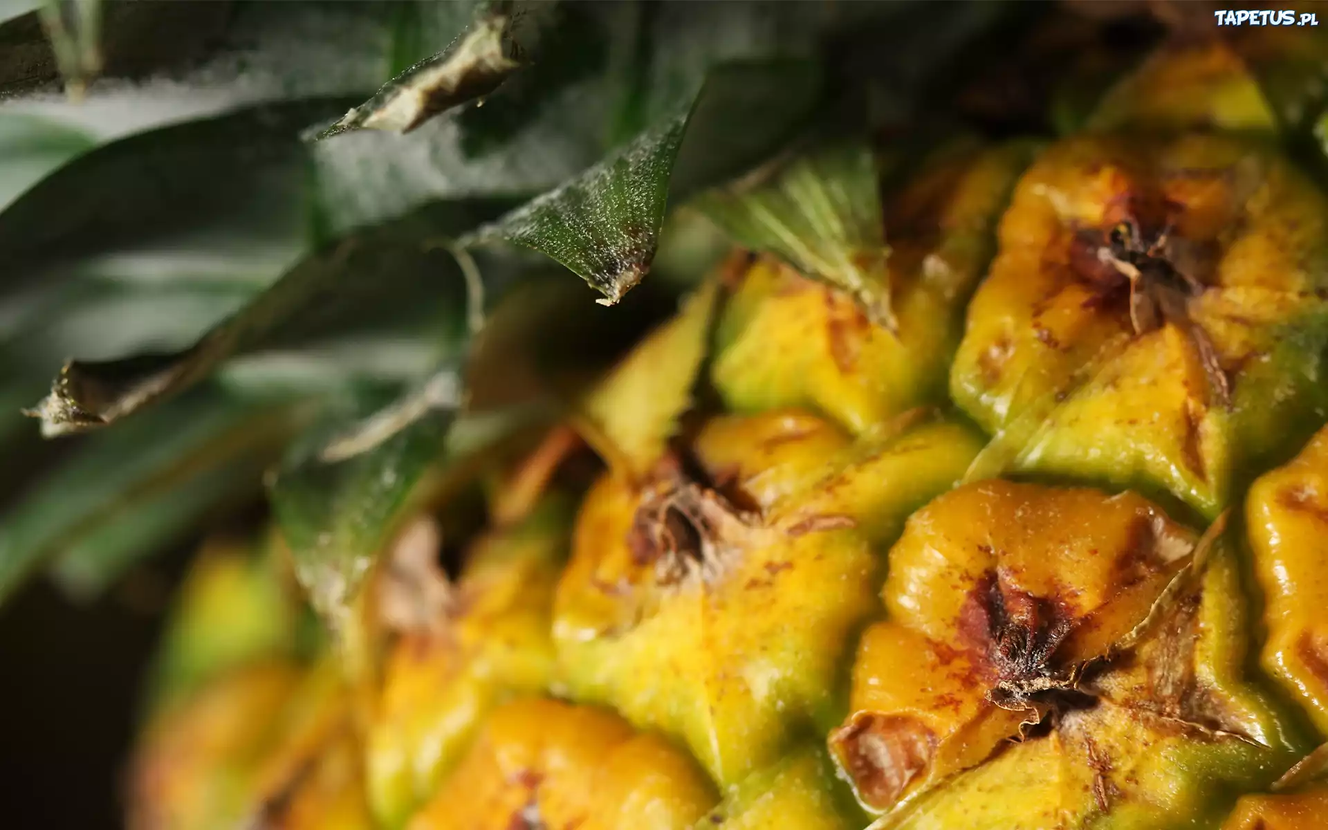 Ananas