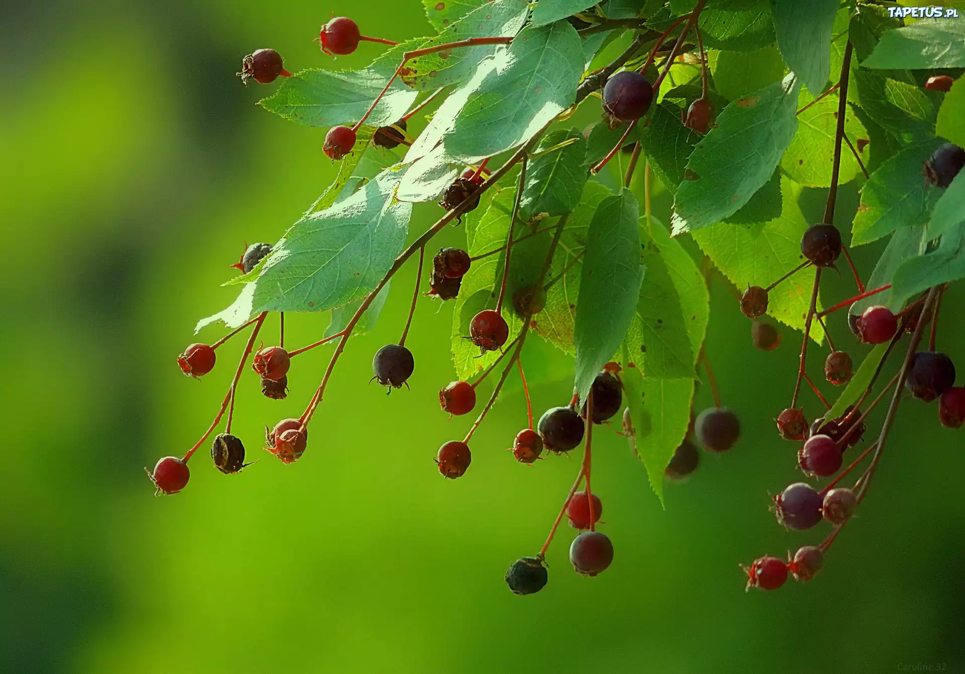 природа ветка листья ягоды nature branch leaves berries загрузить