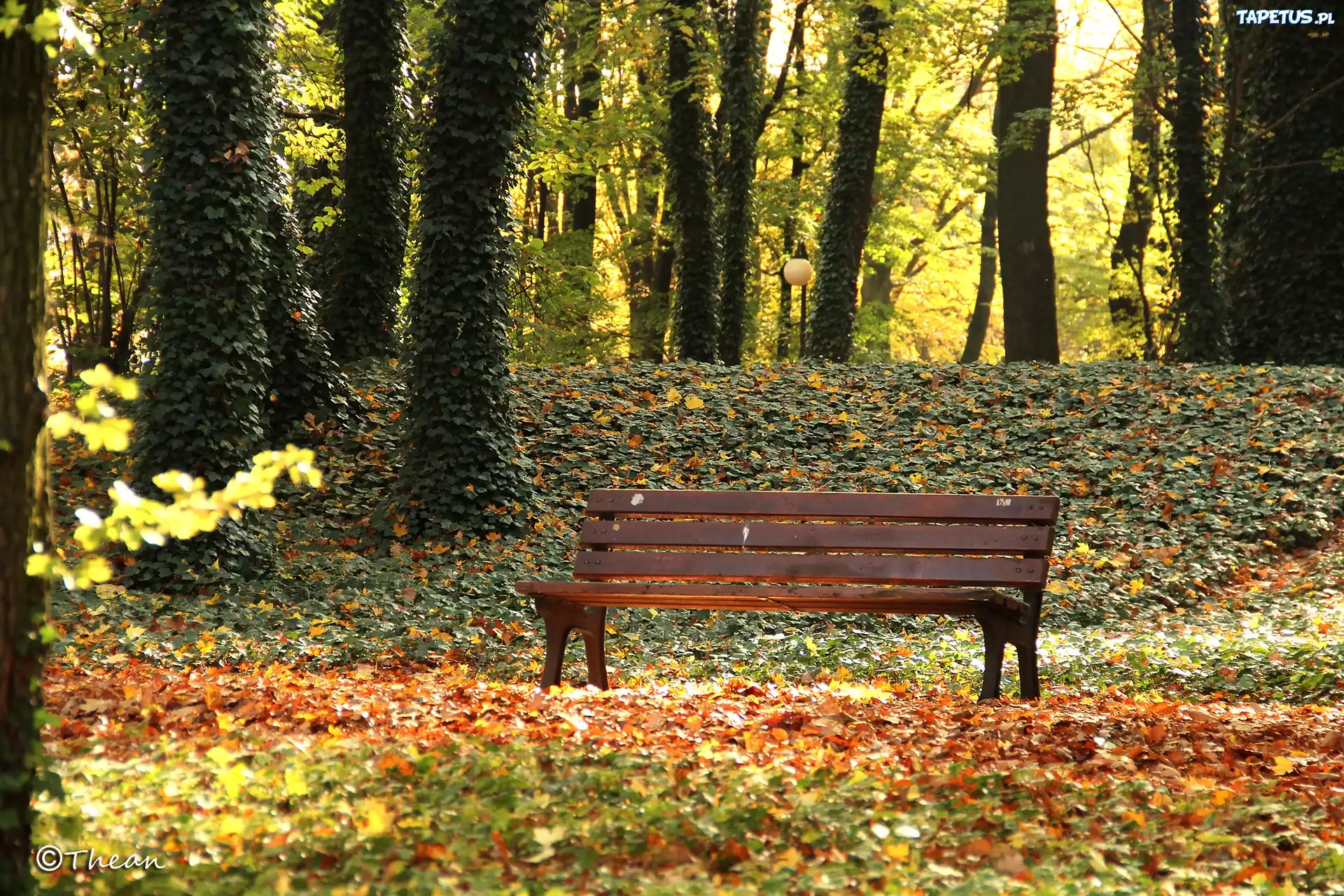 Park, Ławka, Drzewa, Jesień, Liście