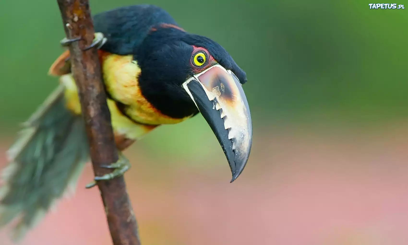 Tukan