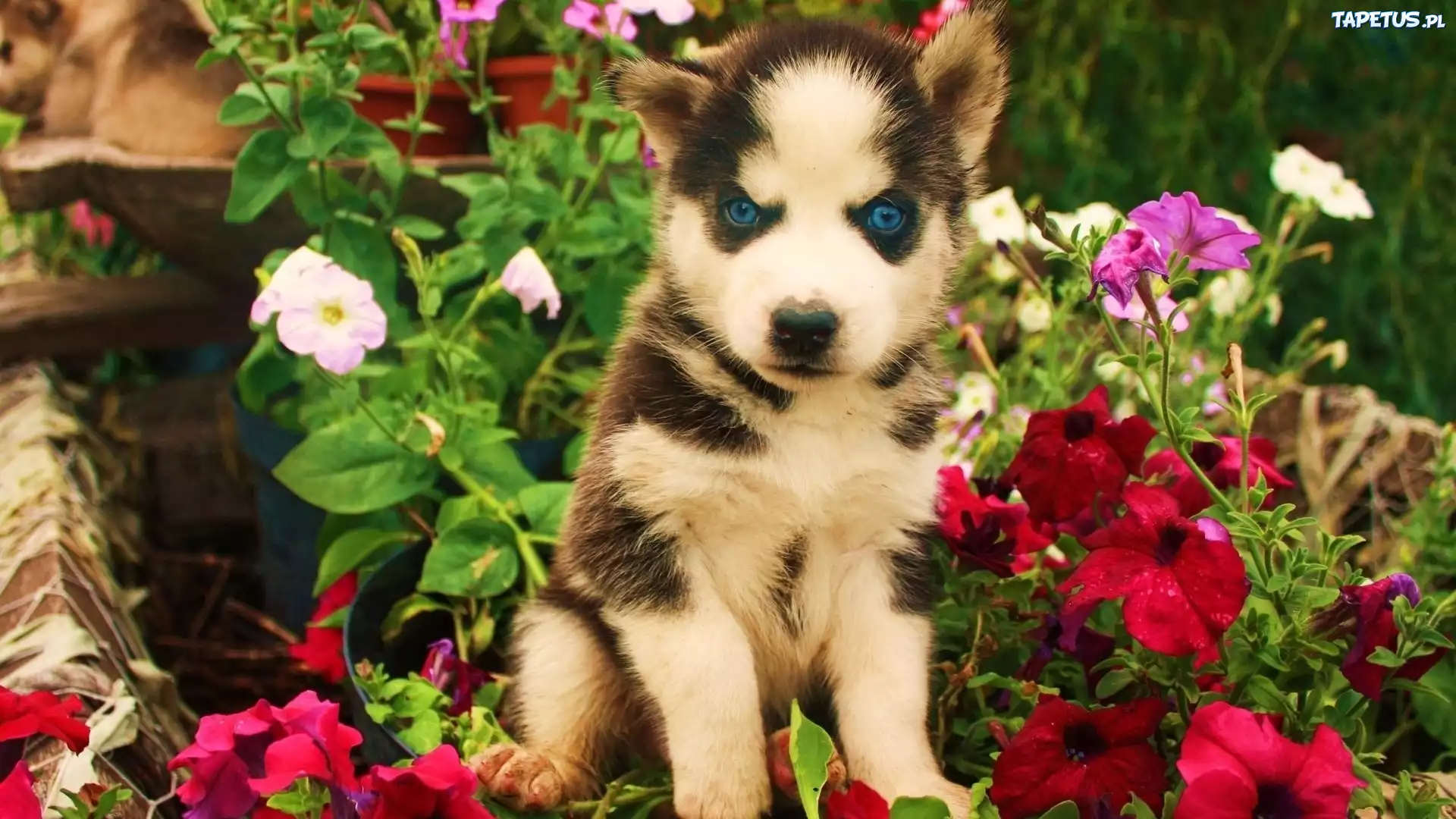 Szczeniak, Siberian Husky, Kwiatki