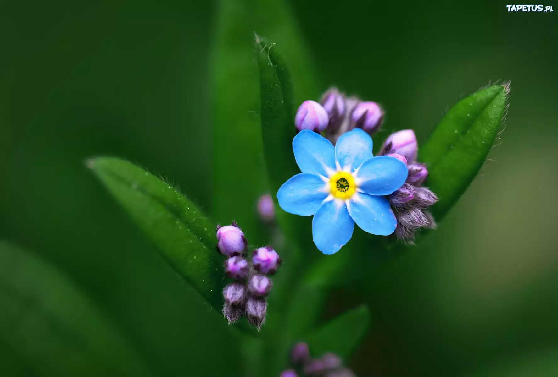 незабудки цветы синие крупный план бесплатно