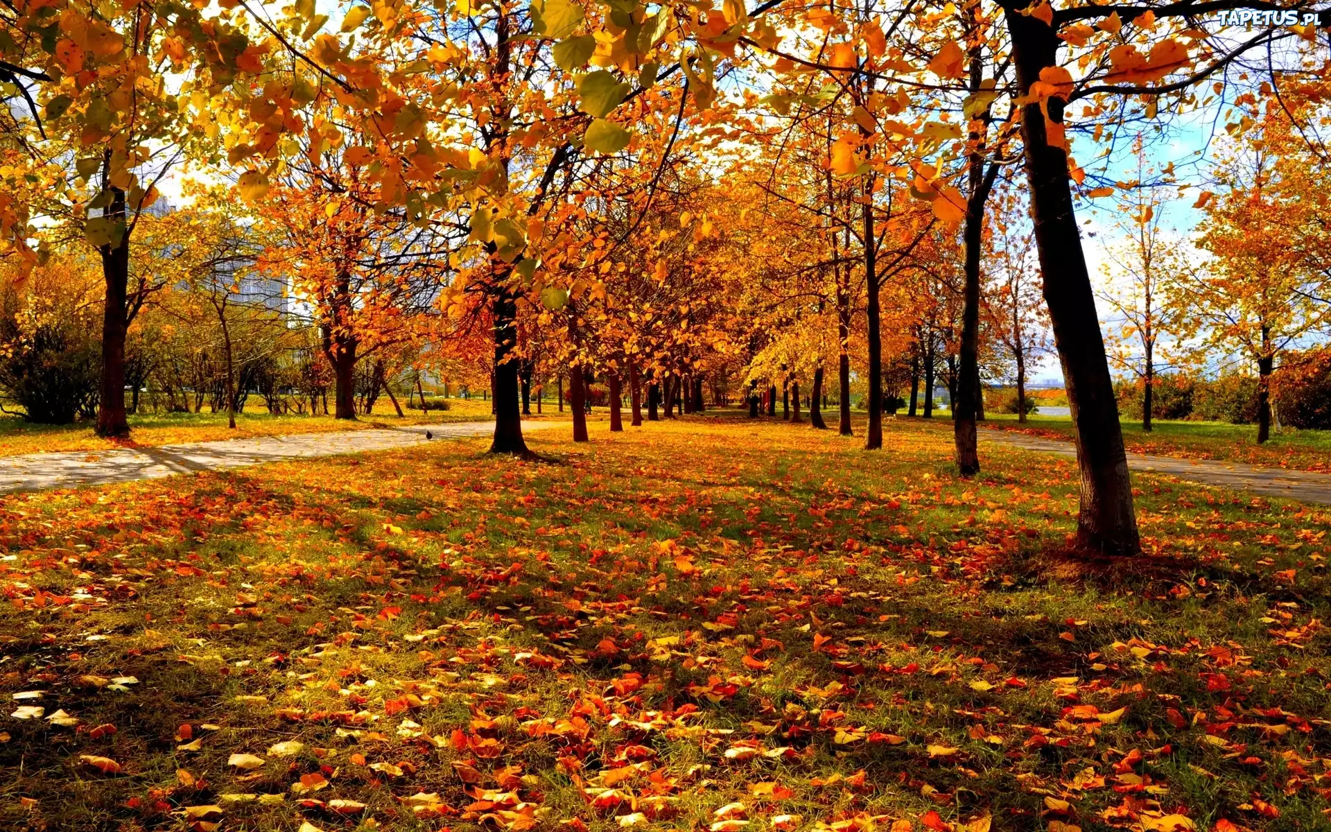Park, Kolorowe, Drzewa, Liście, Jesień