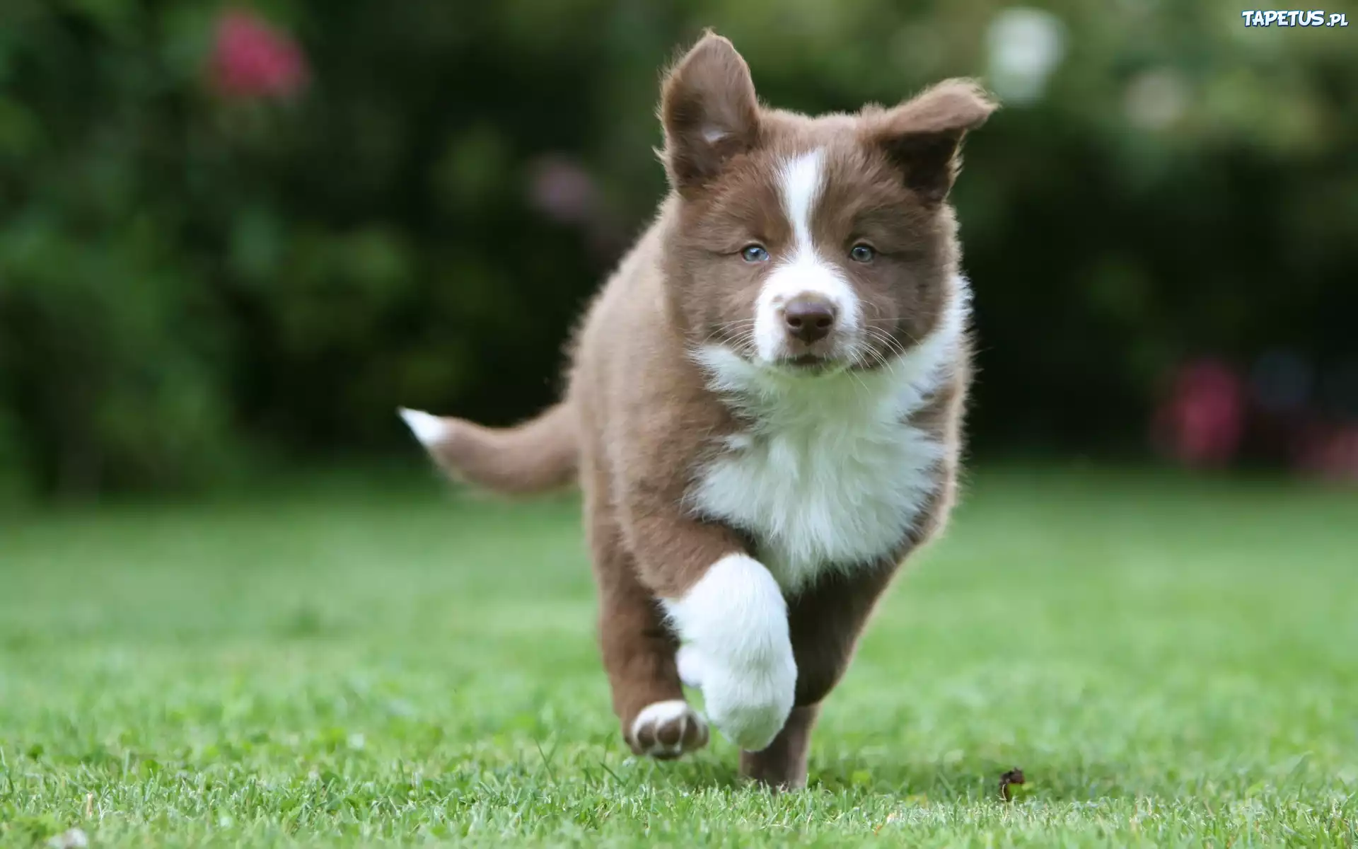 Border, Collie, Park
